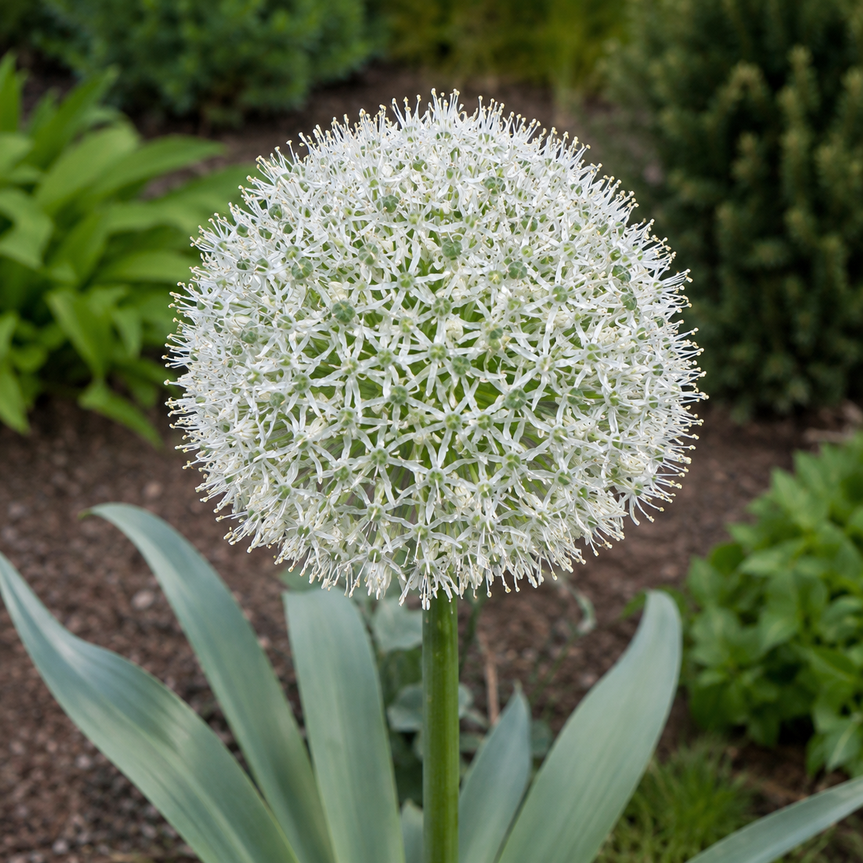 Allium stipitatum Mount Everest