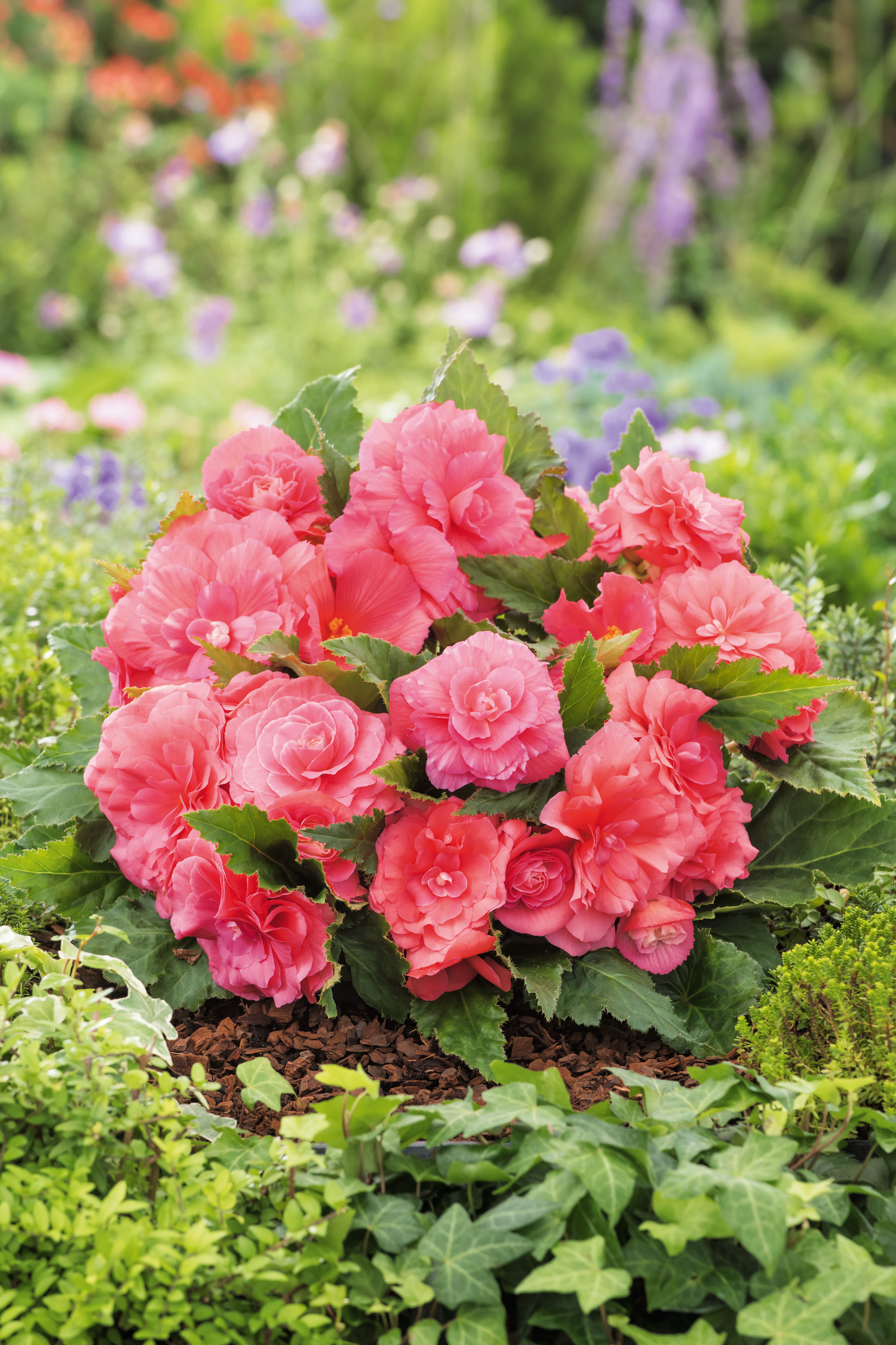 Nahaufnahme eines dichten Busches rosa gefüllter Begonien mit großen, mehrfachen Blüten und grünen, herzförmigen Blättern im Gartenbeet, umgeben von Efeu und Bodendeckern.