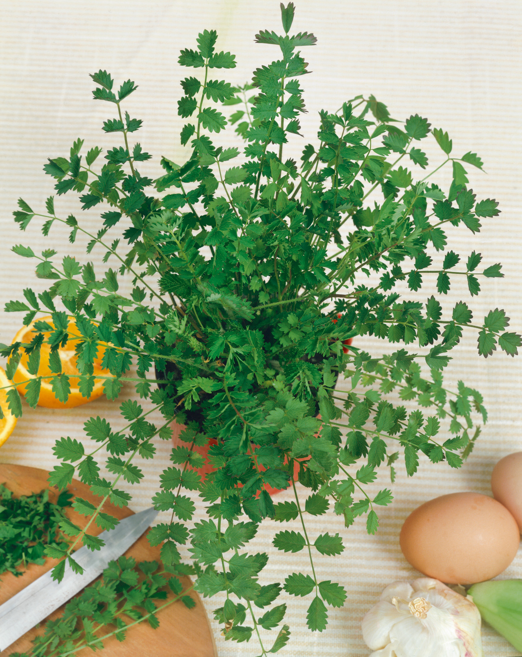 92180_Pimpinelle Topf mit frischen, feinblättrigen grünen Kräutern auf gestreiftem Tuch; im Bild Eier, Knoblauch, Messer, Schneidebrett und Zitronenhälfte als Küchenarrangement