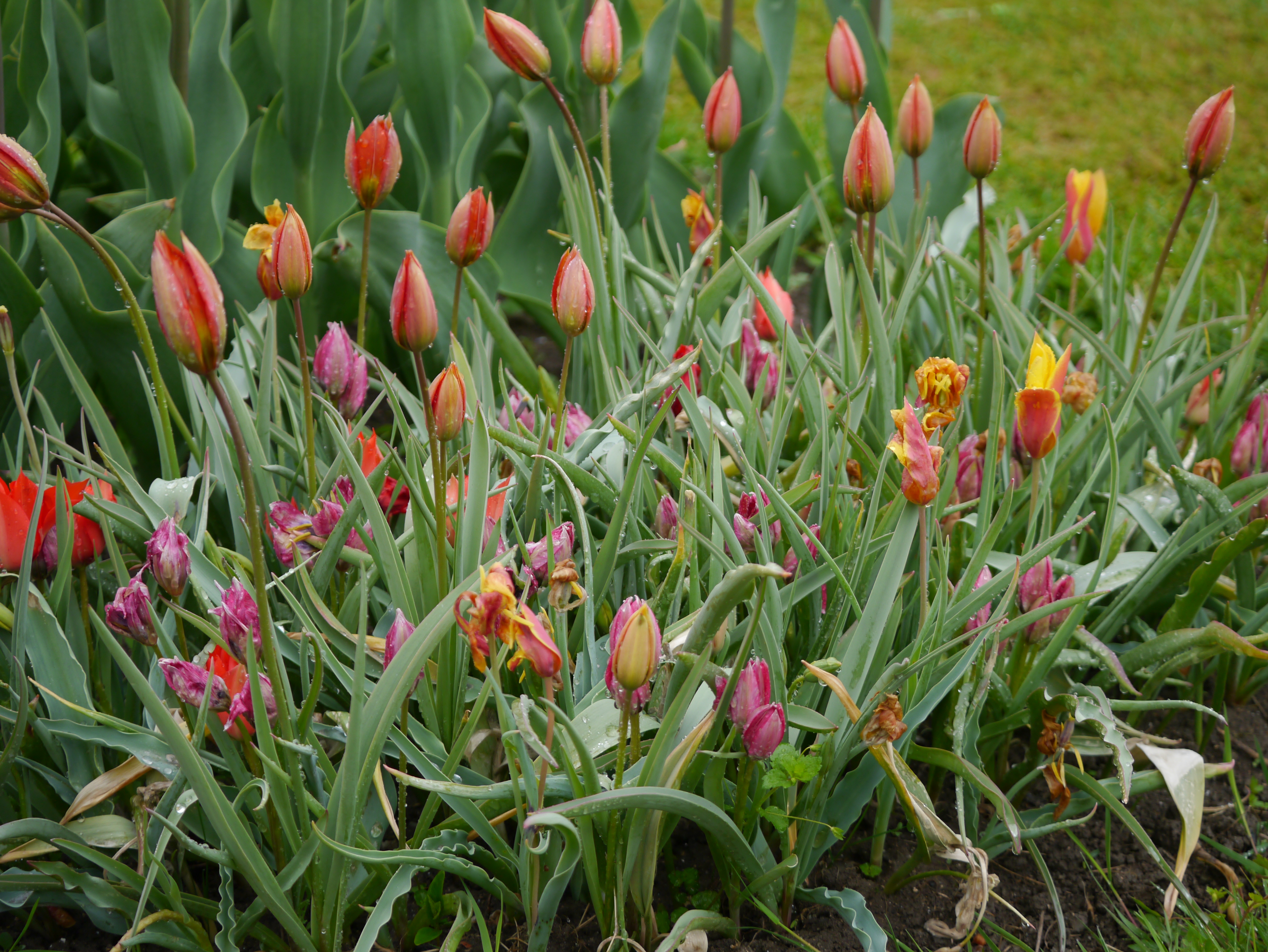 Beet mit gemischten Tulpen in verschiedenen Stadien: geschlossene Knospen, teilweise geöffnete und verwelkte Blüten sowie lange grüne Blätter mit Wassertropfen
