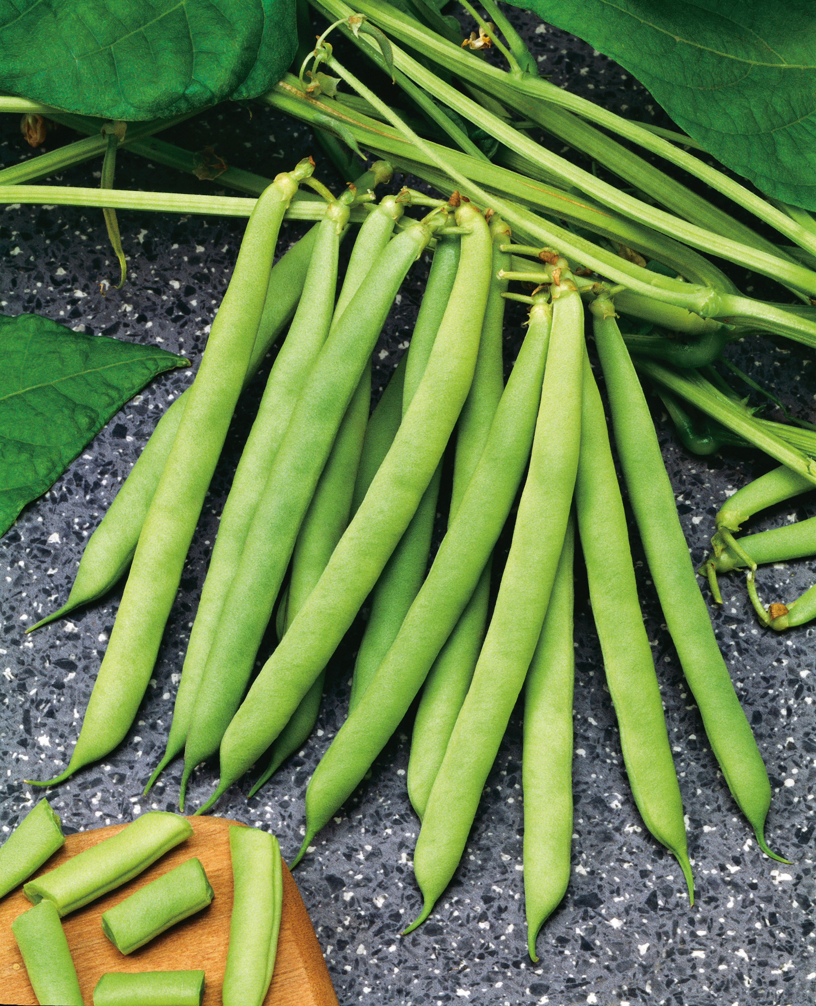 Frische grüne Buschbohnen der Sorte Saxa mit mittellangen, fadenlosen Hülsen an der Pflanze – frühreifes Saatgut von Samen-Fetzer, ideal für Gemüse, Salate, Einmachen und Einfrieren