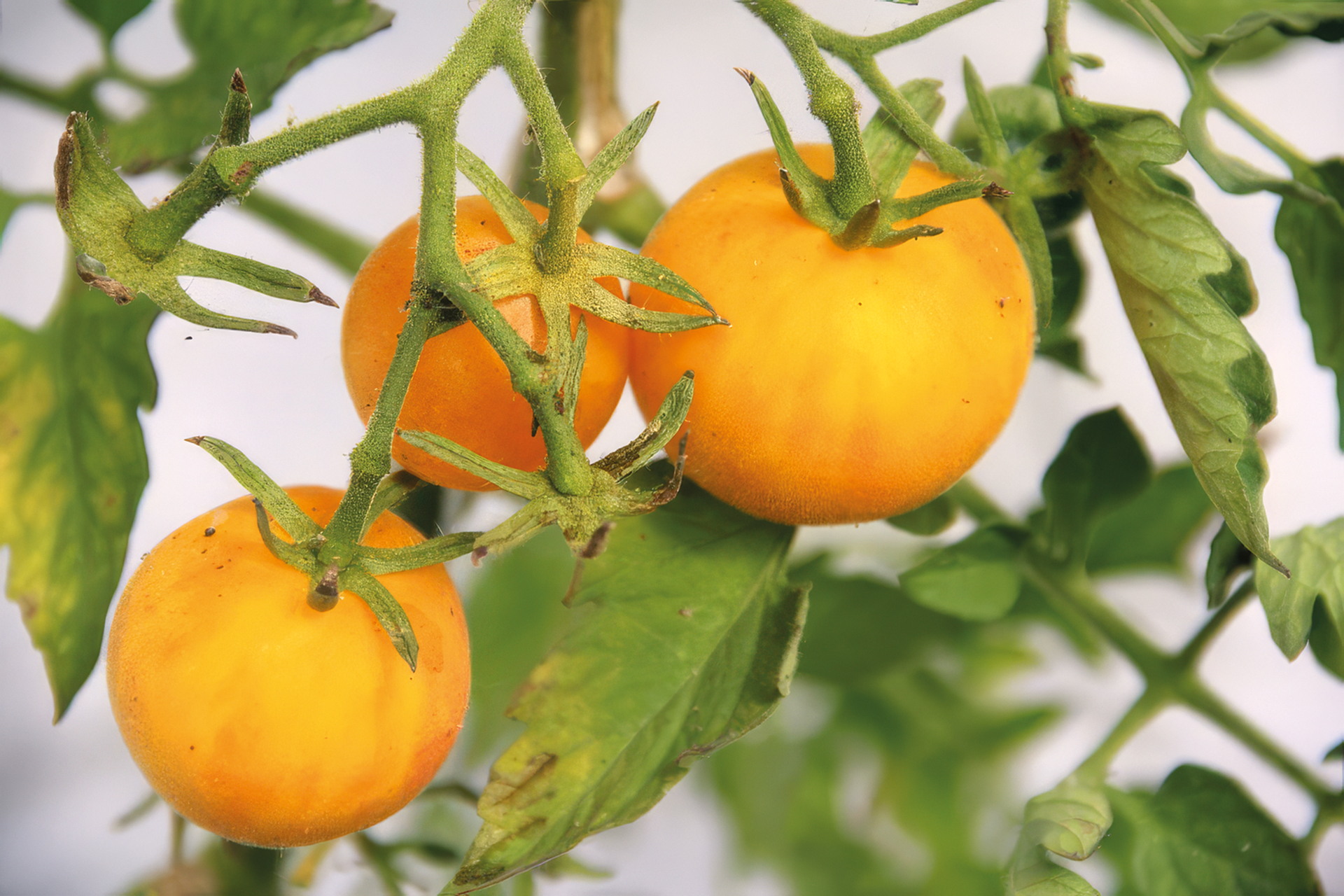 Tomate Weißer Pfirsich