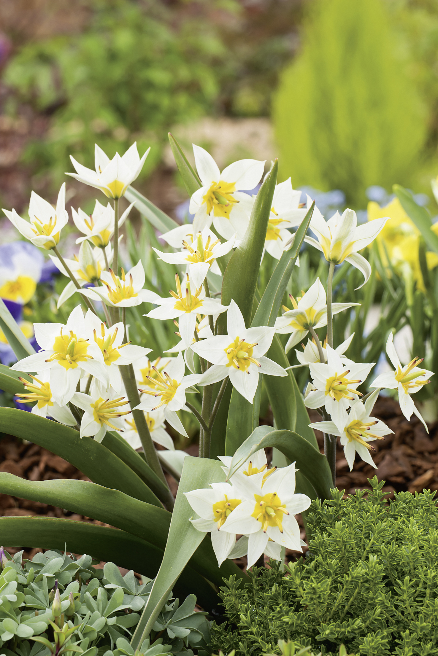 52966_Tulipa turkestanica FM Nahaufnahme mehrerer weißer Tulpen mit gelbem Zentrum und grünen Blättern in einem Beet mit Bodendeckern und weiteren Frühjahrsblumen