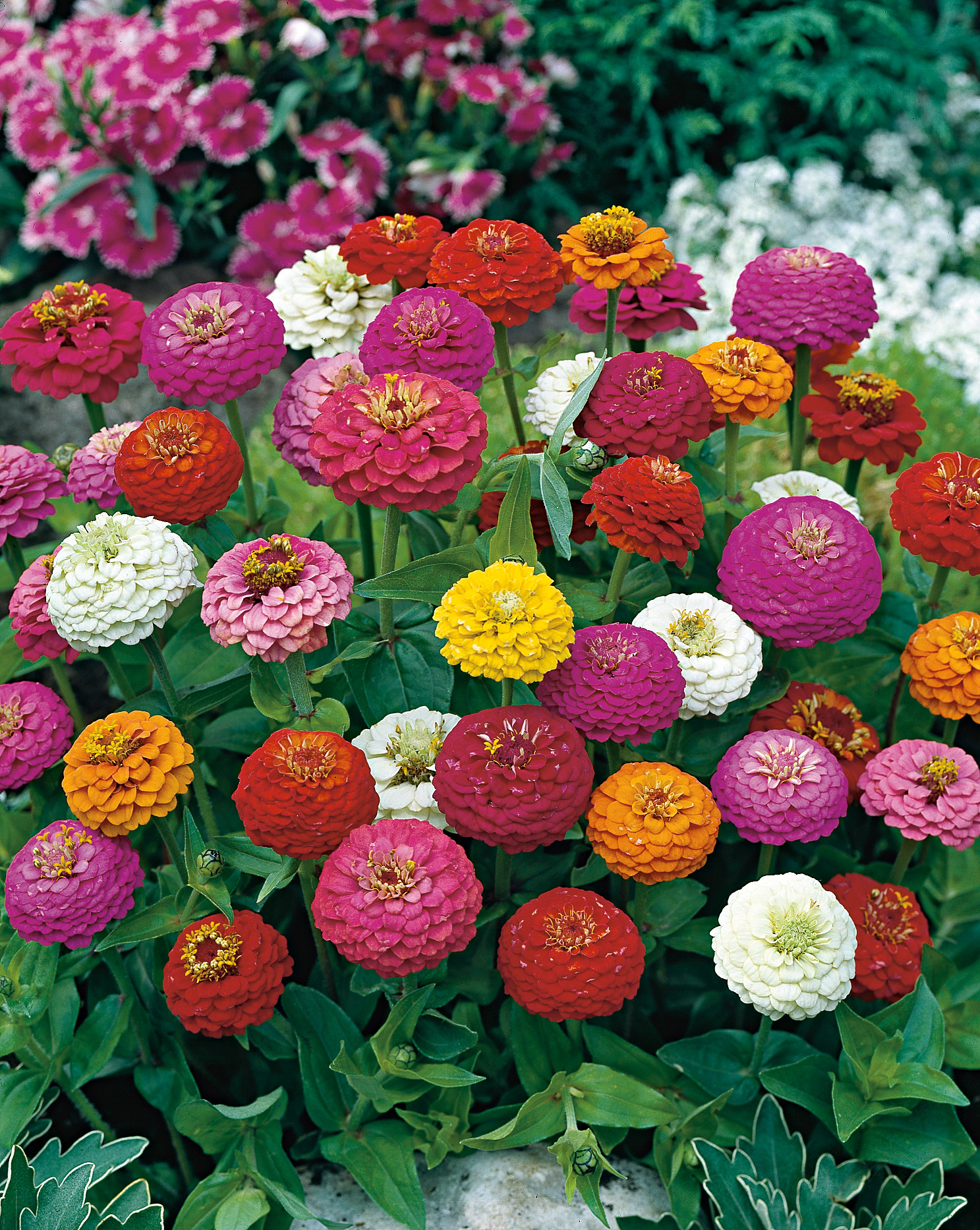 Nahaufnahme einer bunten Zinnienpflanzung mit kugelförmigen, gestuften Blüten in Rot, Rosa, Orange, Gelb und Weiß im Blumenbeet.