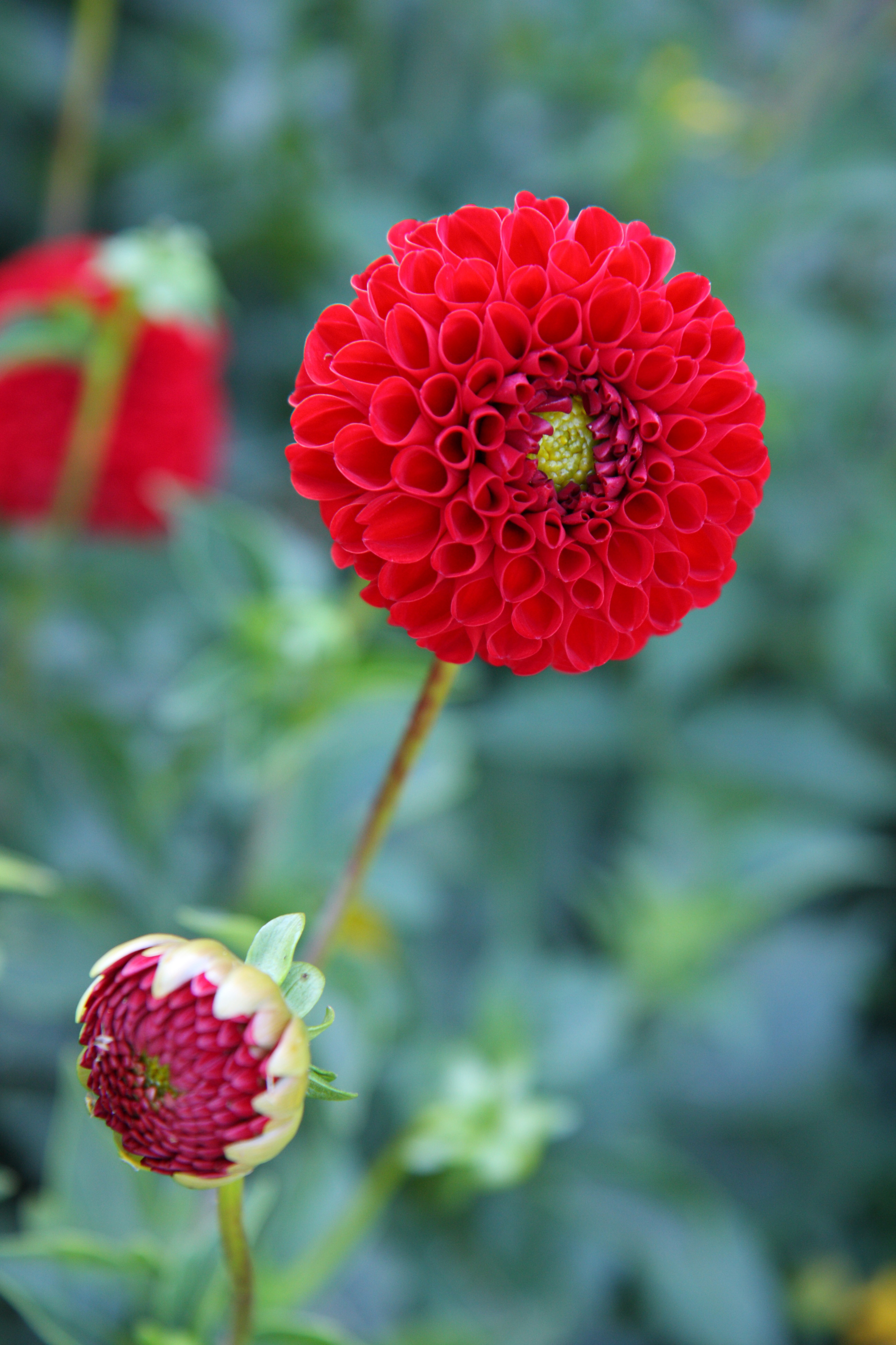 2750_Pompon-Dahlien Nescio_1 Nahaufnahme einer roten Pompon-Dahlie mit vielen eng gerollten, röhrenförmigen Blütenblättern und gelbgrünem Zentrum; unscharfer grüner Gartenhintergrund, im Vordergrund eine noch geschlossene Knospe