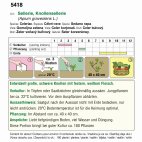 Vorderseite eines Saatguttütchens für kleinblütigen Salbei mit grüner Informationsleiste, kleinen Illustrationen blühender Pflanzen, Icons zu Aussaat und Pflege sowie deutscher Pflanzanleitung (Artikel-Nr. 5418).