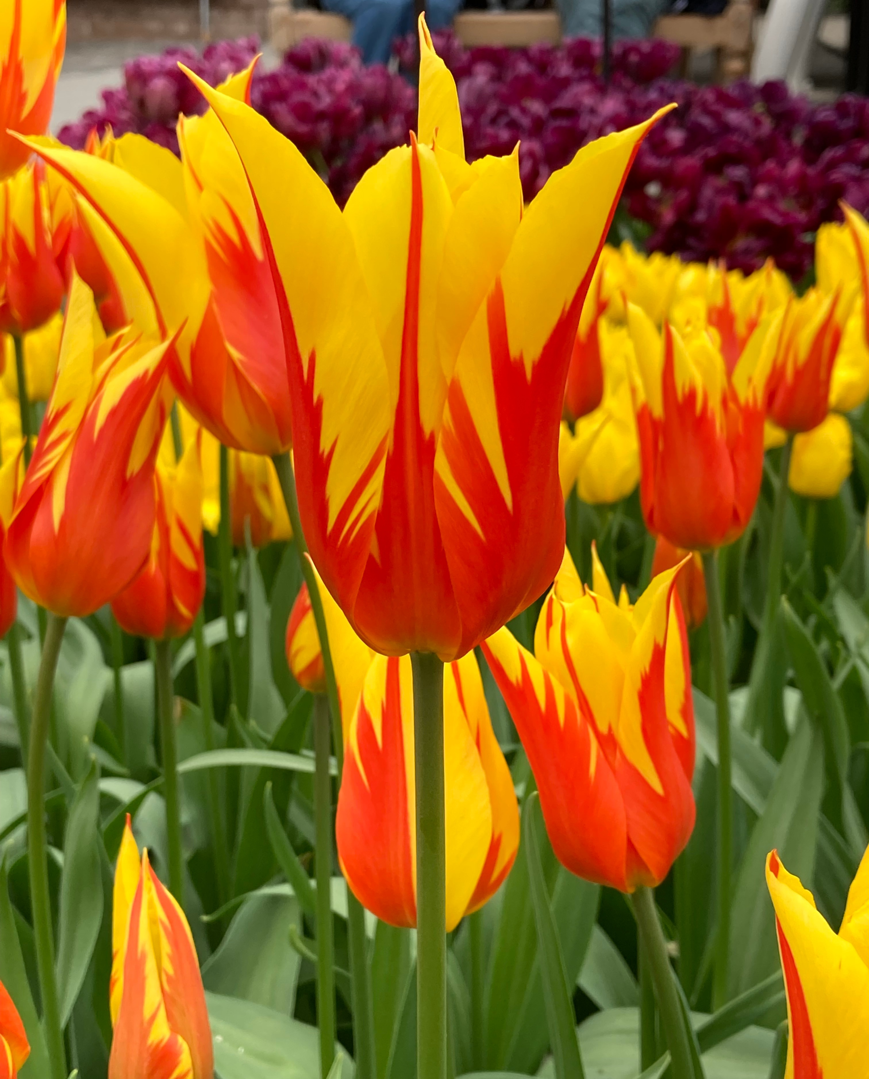 Nahaufnahme gelb-rot geflammter Tulpen im Beet mit mehreren Stielen und grünen Blättern, leuchtende Frühlingsfarben