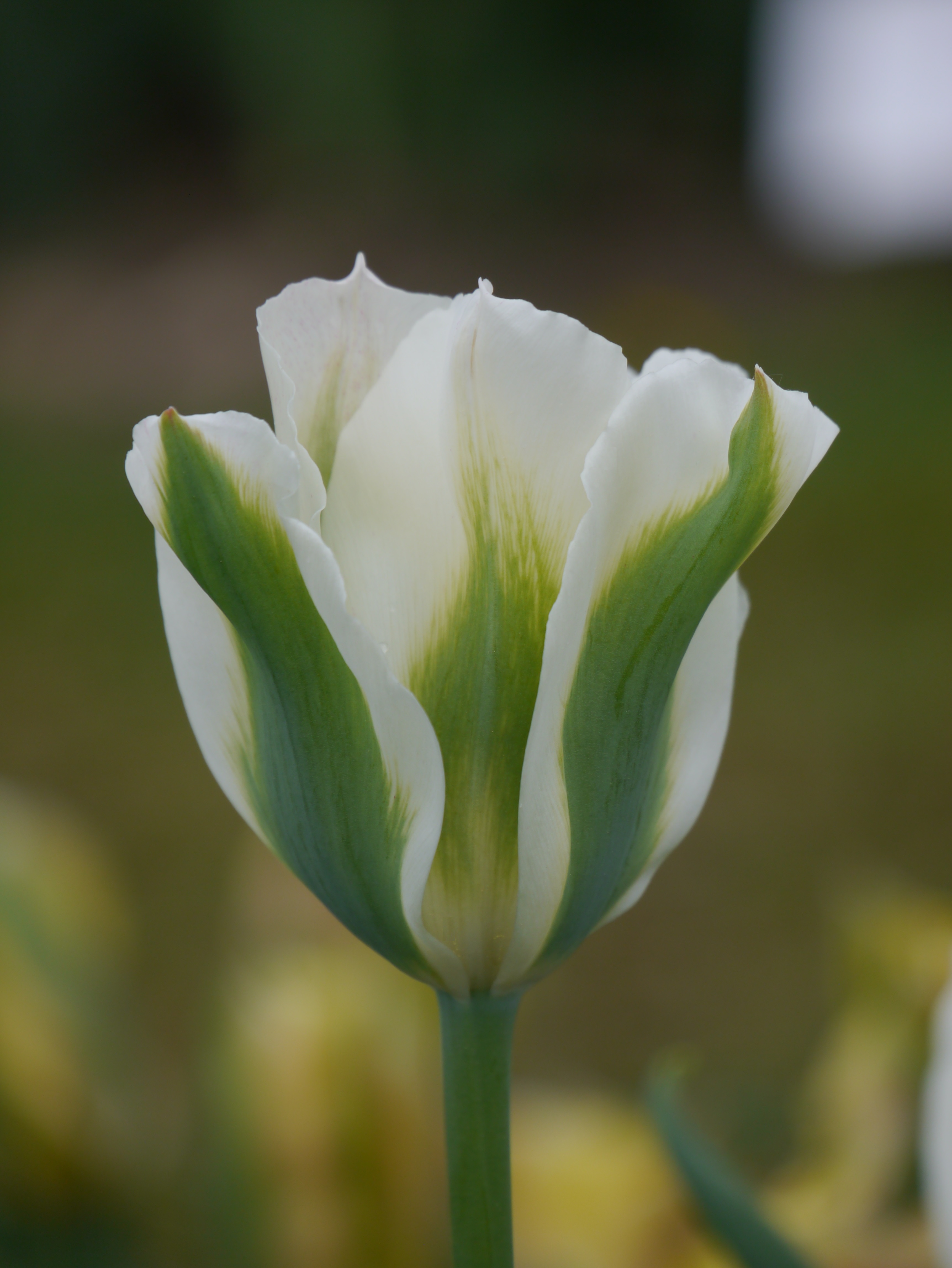 Nahaufnahme einer weißen Tulpe mit markanten grünen Längsstreifen auf den Blütenblättern vor unscharfem grün-braunem Hintergrund