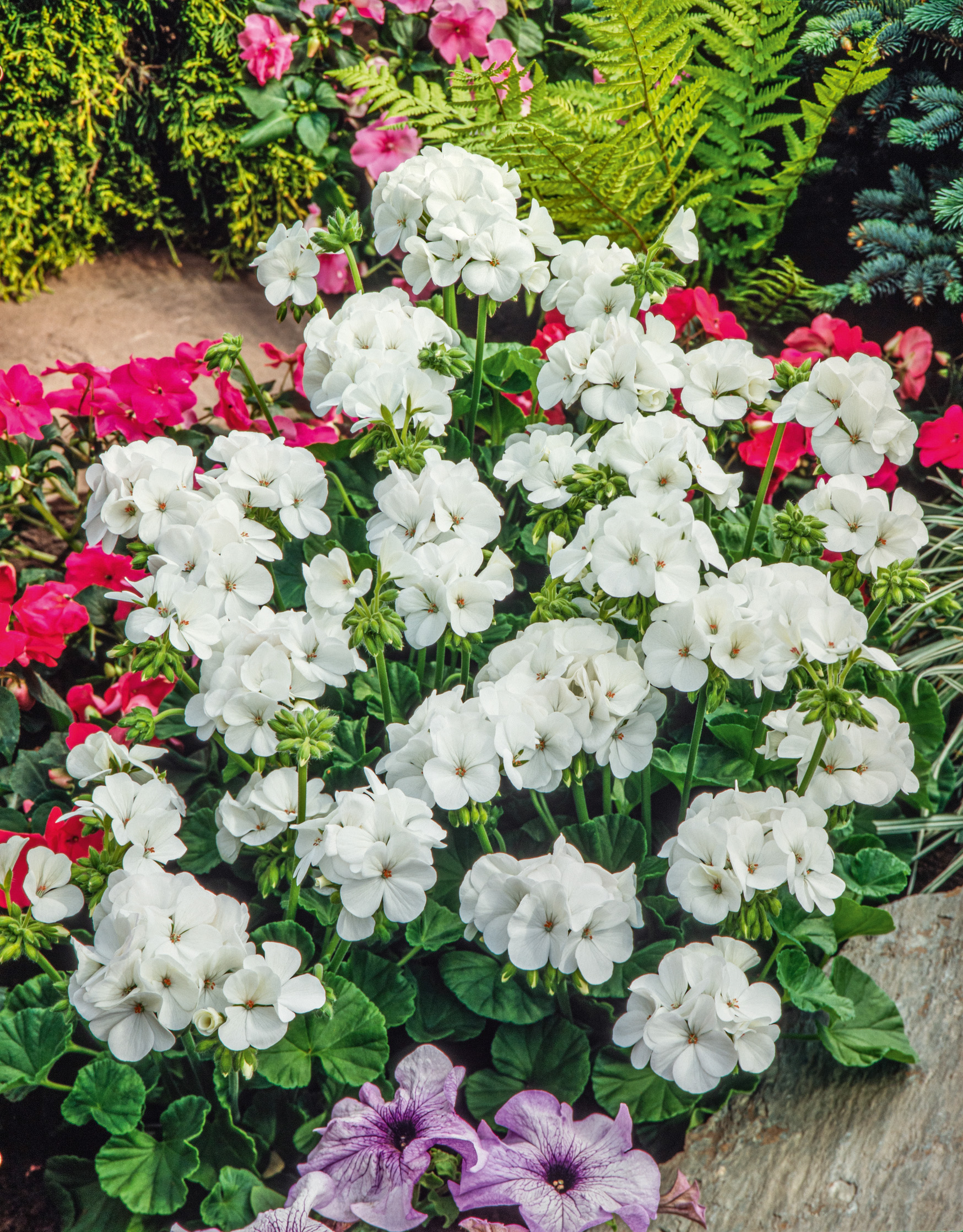 Weiße Pelargonien (Geranien) mit runden grünen Blättern, Nahaufnahme im Gartenbeet, umgeben von pinken und violetten Begleitblumen