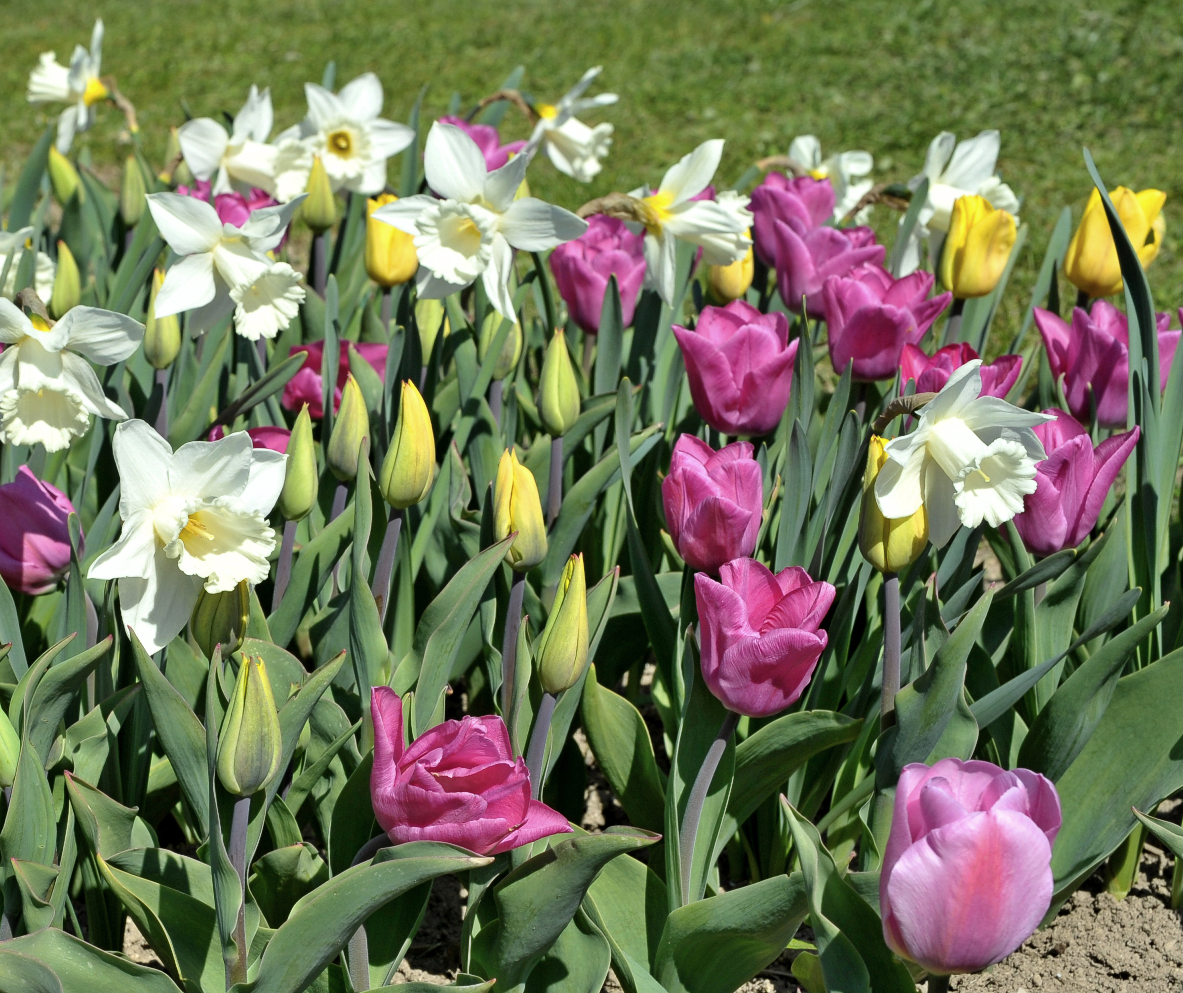 Frühlingsbeet mit pinken und gelben Tulpen sowie weißen Narzissen, Nahaufnahme von Blüten und Knospen auf grünen Stielen