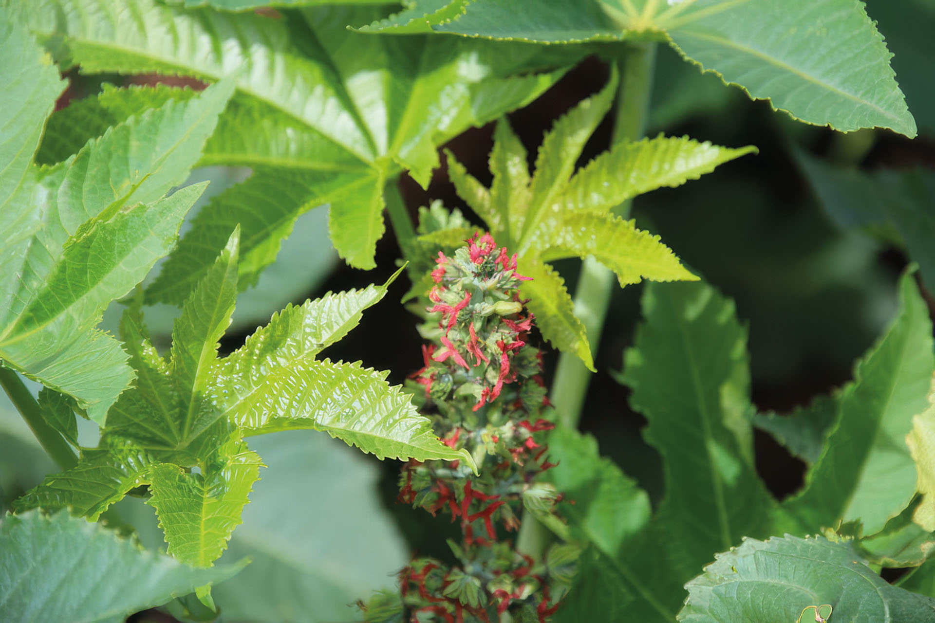 Grüner Rhizinus