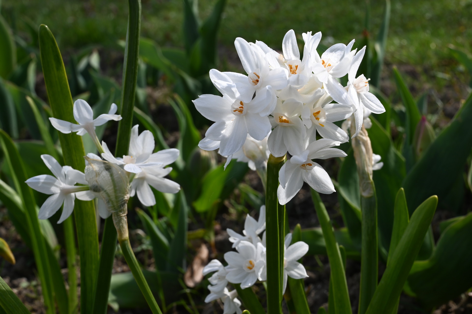 Tazetten-Narzissen Paperwhite Grandiflora mit großen, reinweißen Blüten in dichten Büscheln auf aufrechten Stielen, ideal für frühlingshafte Beete, Rabatten und Pflanzgefäße