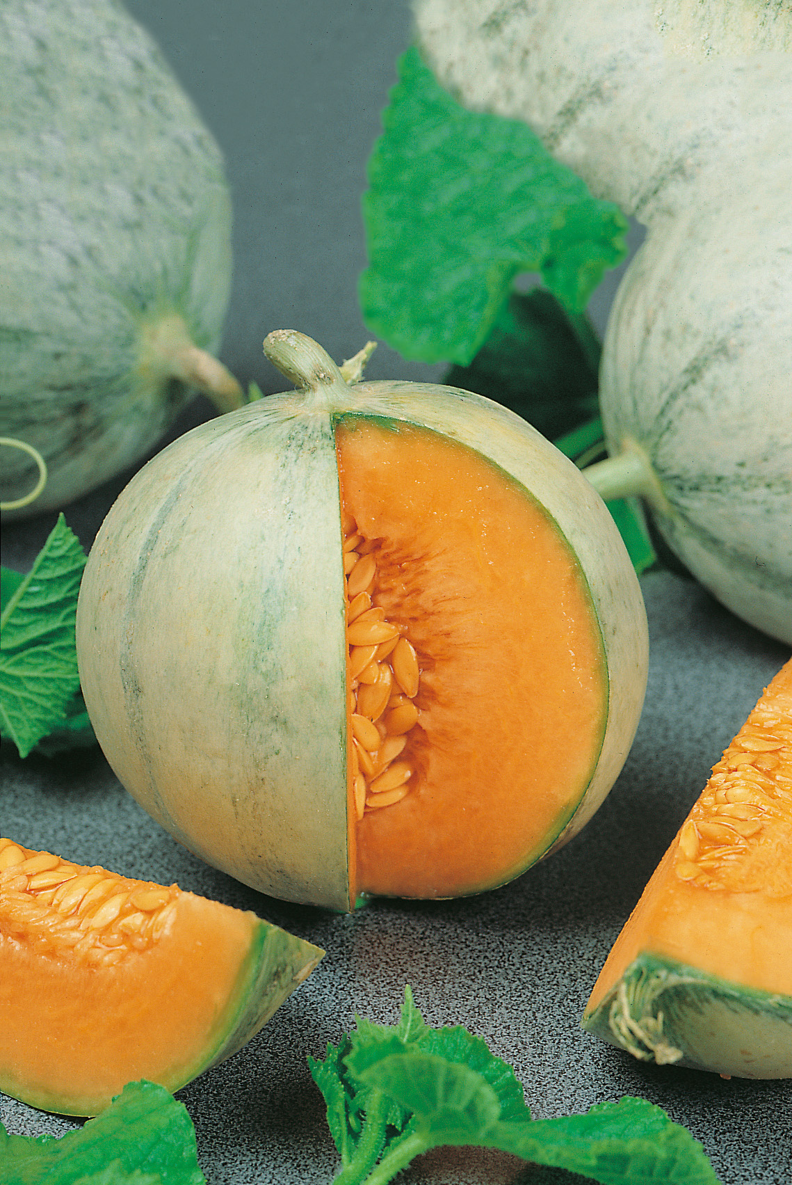 Aufgeschnittene Zuckermelone mit leuchtend orangefarbenem Fruchtfleisch und Samen, ganze Melonen und grüne Blätter im Hintergrund, einzelne Scheiben im Vordergrund