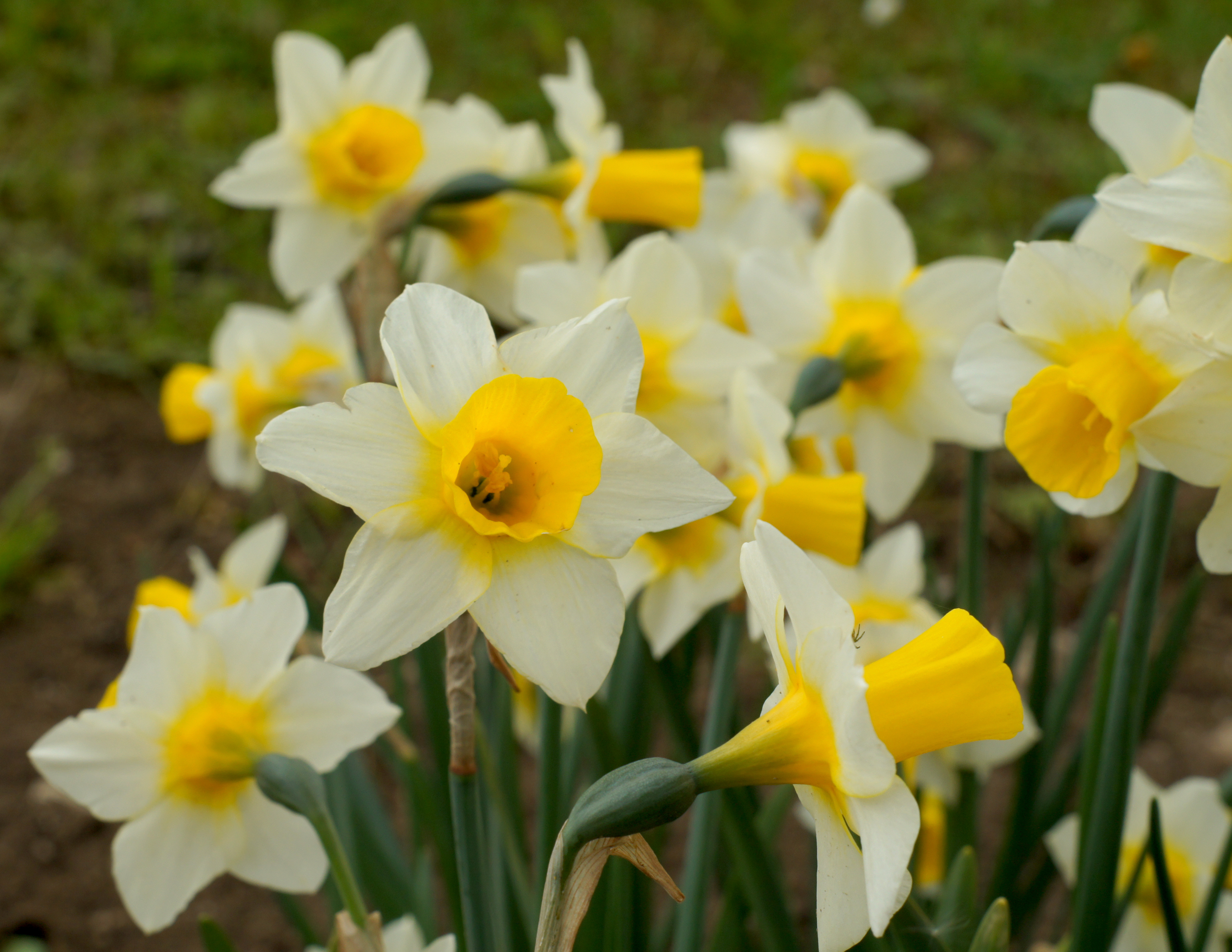 Nahaufnahme von weißen und gelben Narzissen (Osterglocken) im Garten