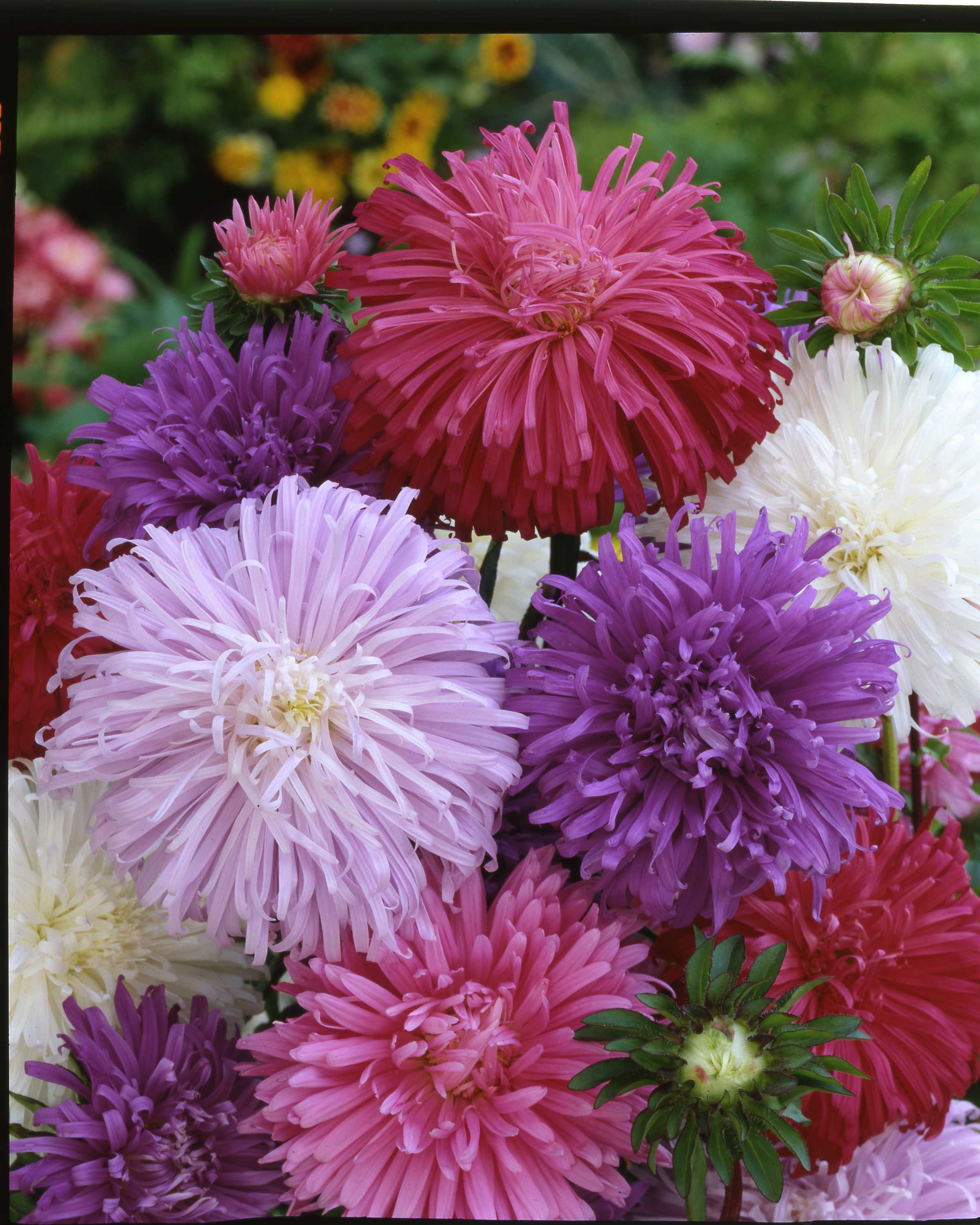 Nahaufnahme einer bunten Mischung aus Gartenastern mit großen, pomponartigen Blüten in Rosa, Lila, Pink und Weiß, dicht gefüllte schmale Blütenblätter vor grünem Hintergrund