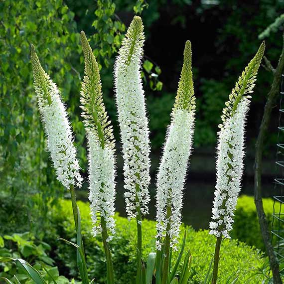 Eremurus White Beauty Mehrere weiße Eremurus-Blüten (Steppenkerze) auf hohen, schlanken Stielen in einem grünen Gartenbeet