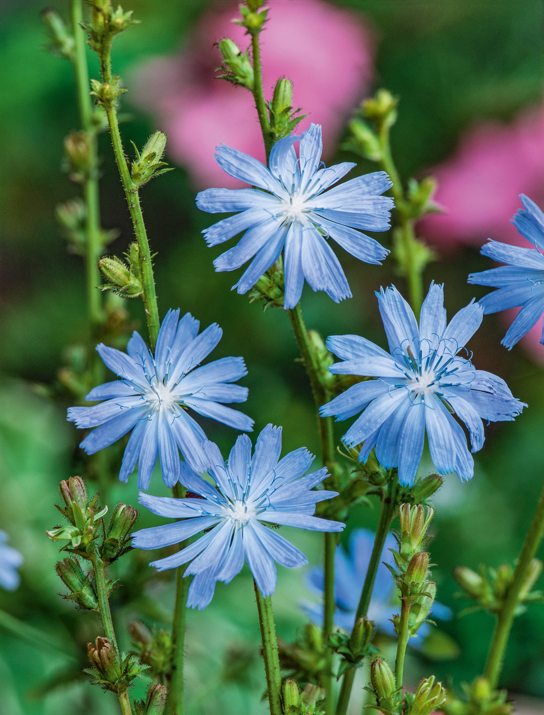 Nahaufnahme von mehreren hellblauen, sternförmigen Blumen an aufrechten grünen Stängeln vor unscharfem rosa-grünem Hintergrund