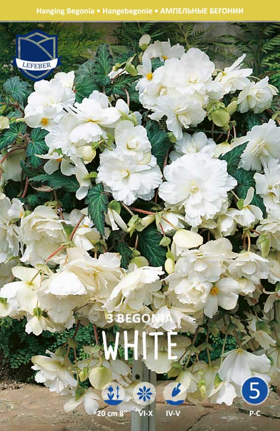 Weiße Hänge-Begonien mit üppigen gefüllten Blüten und grünen Blättern, Verpackungsetikett '3 Begonia WHITE'