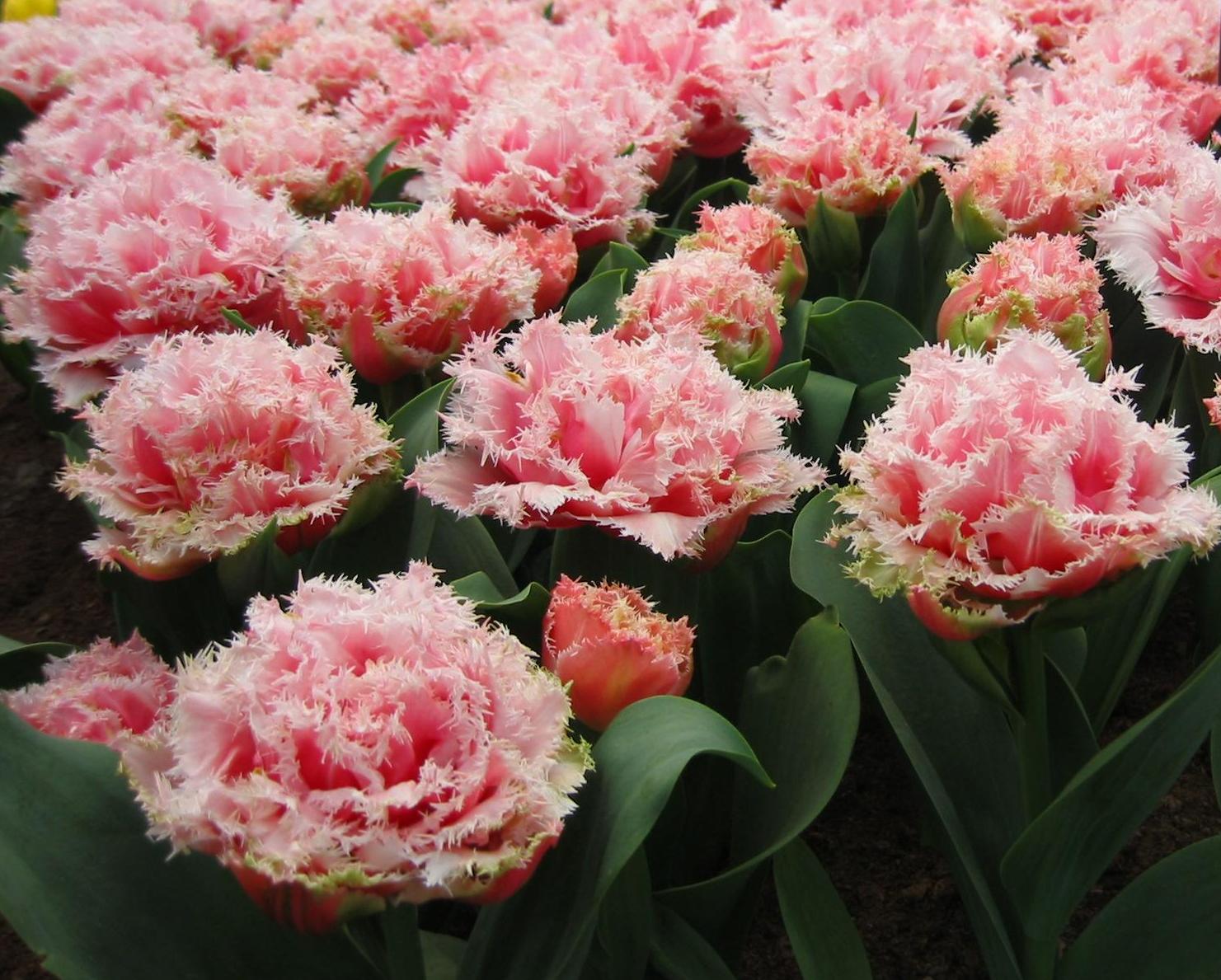 Ein Meer aus fransigen Pinktulpen mit grünen Blättern im Vordergrund.