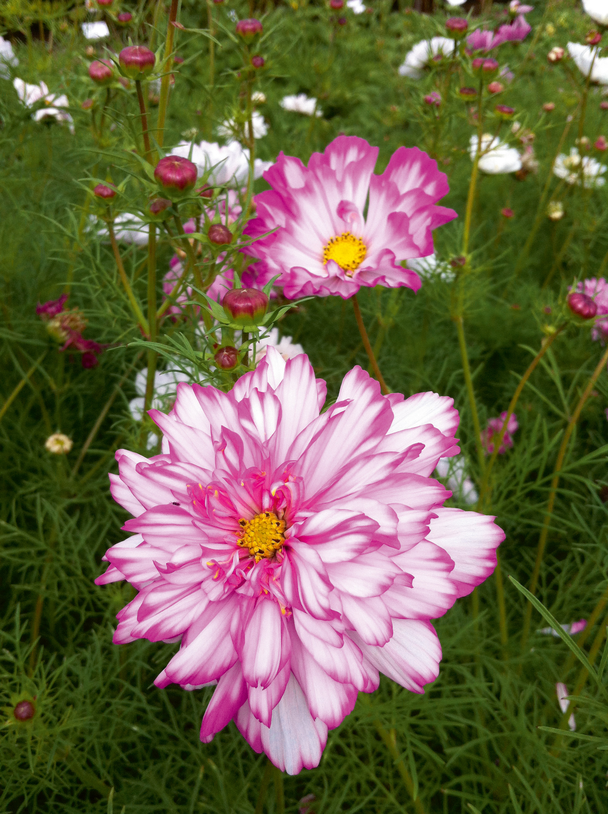 Nahaufnahme zweier rosa-weiß gestreifter, gefüllter Kosmeenblüten mit gelbem Blütenzentrum vor feinem grünem Laub