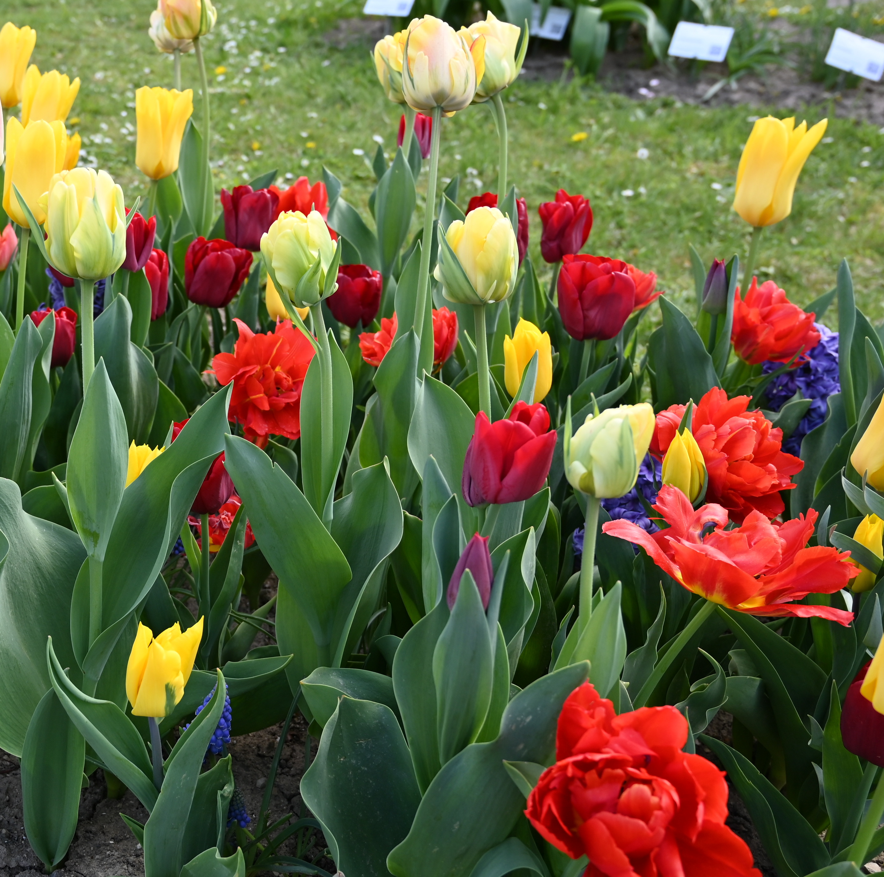 51042_Moritz Janis Bunter Frühlingsgarten mit Nahaufnahme eines Tulpenbeets: gelbe, rote und cremefarbene Tulpen zwischen grünen Blättern und vereinzelten blauen Hyazinthen