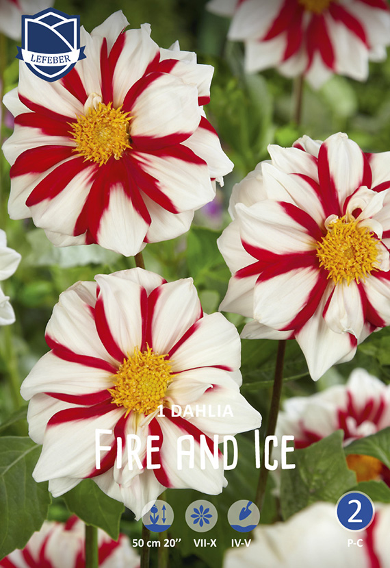 Nahaufnahme mehrerer Dahlien der Sorte 'Fire and Ice' mit weißen Blüten und markanten roten Streifen sowie gelbem Blütenzentrum vor grünem Laub; Verpackungsschild mit Markenlogo sichtbar.