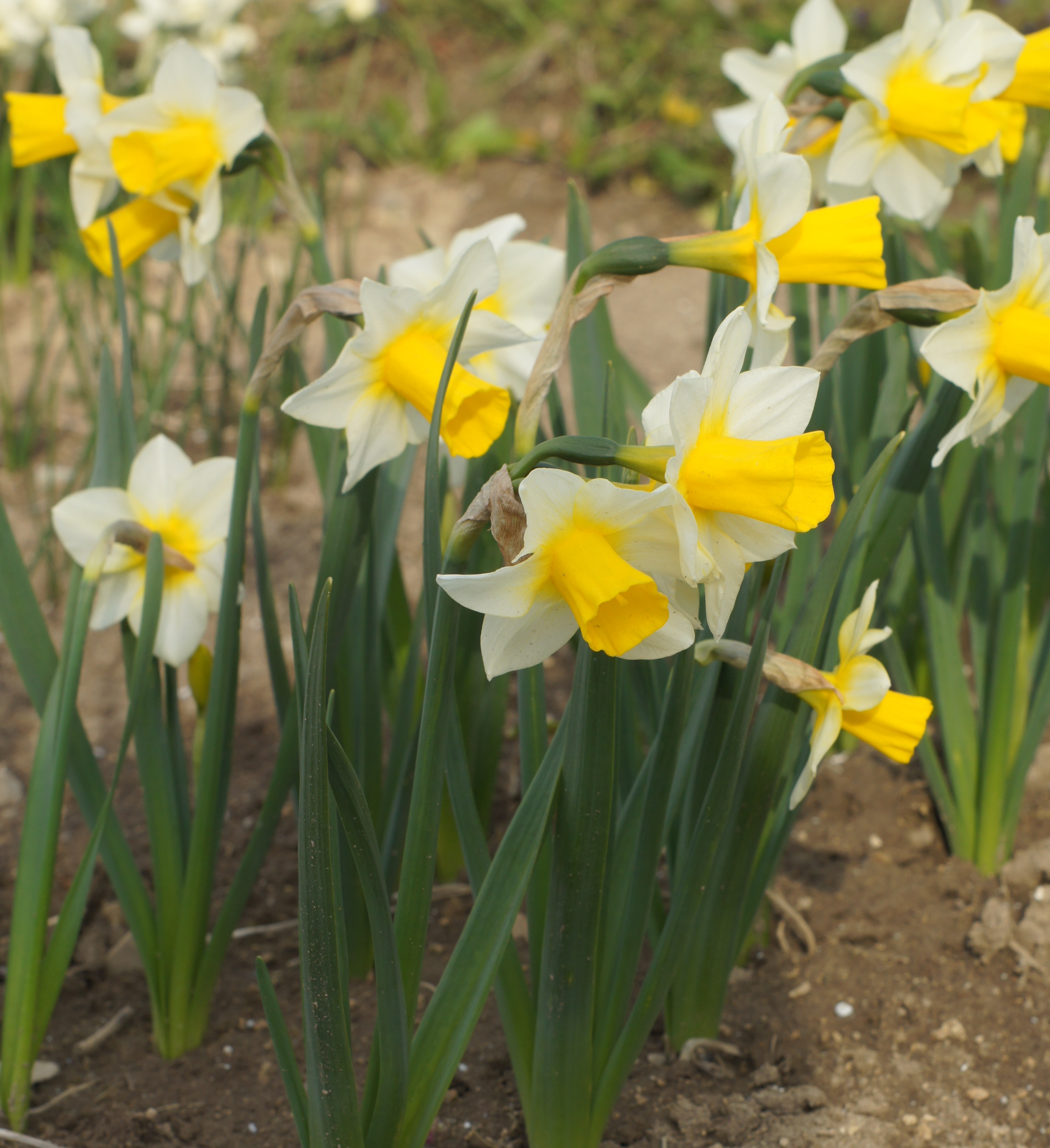 Jonquilla-Narzissen Golden Echo im Beet: duftende Narcissus jonquilla mit elfenbeinfarbenen Blütenblättern und langer goldgelber Trompete als farbenfrohe Frühlingsblüher im Garten