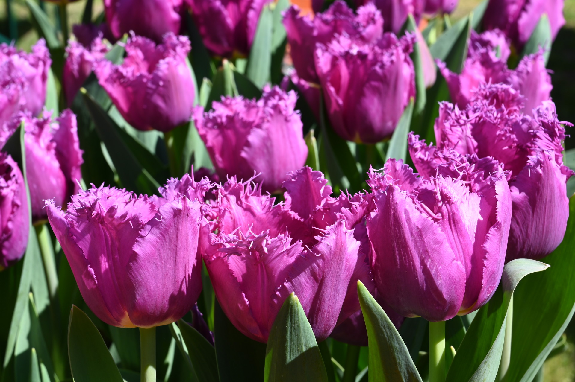 Crispa-Tulpen San Luiz