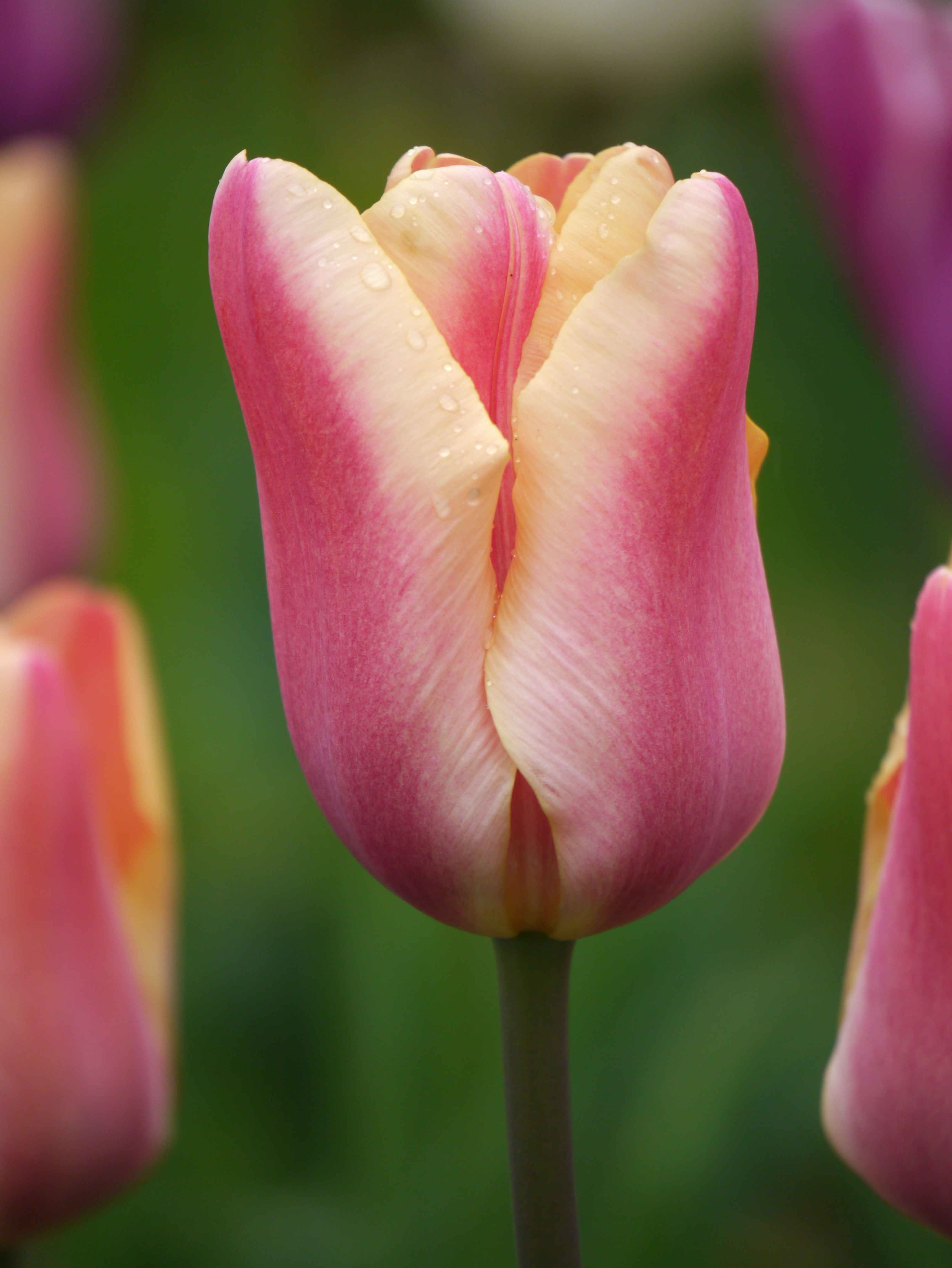 Nahaufnahme der Triumph-Tulpe Apricot Foxx mit apricot-, rosé- und zart orangefarbener Blüte und feinen Wassertropfen im Frühlingsgarten
