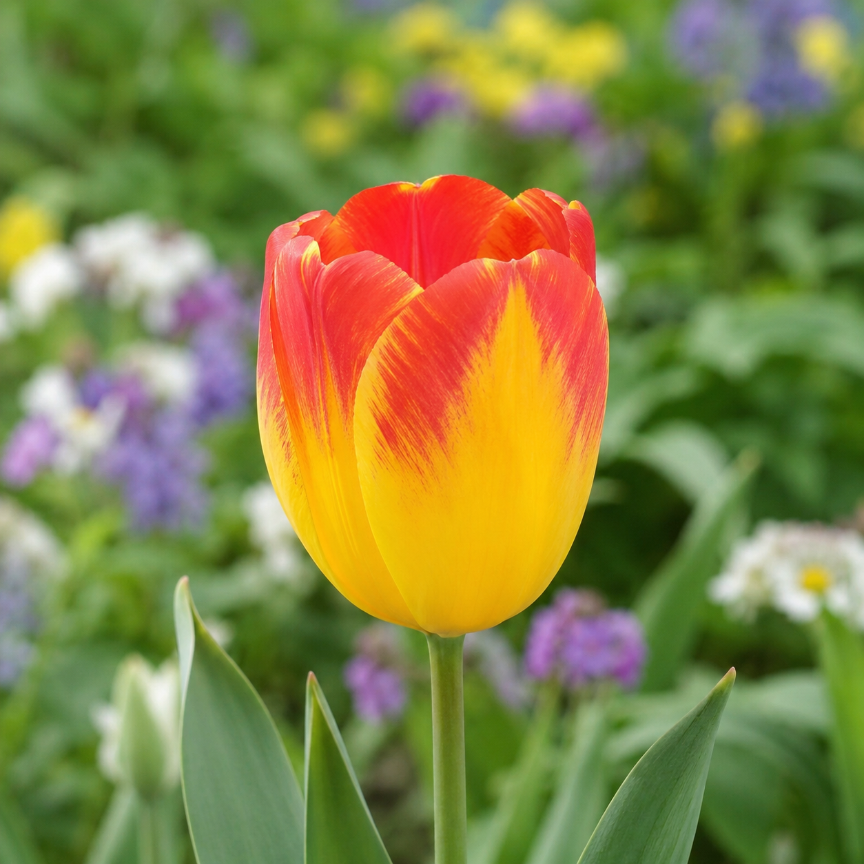 Triumph-Tulpen Suncatcher