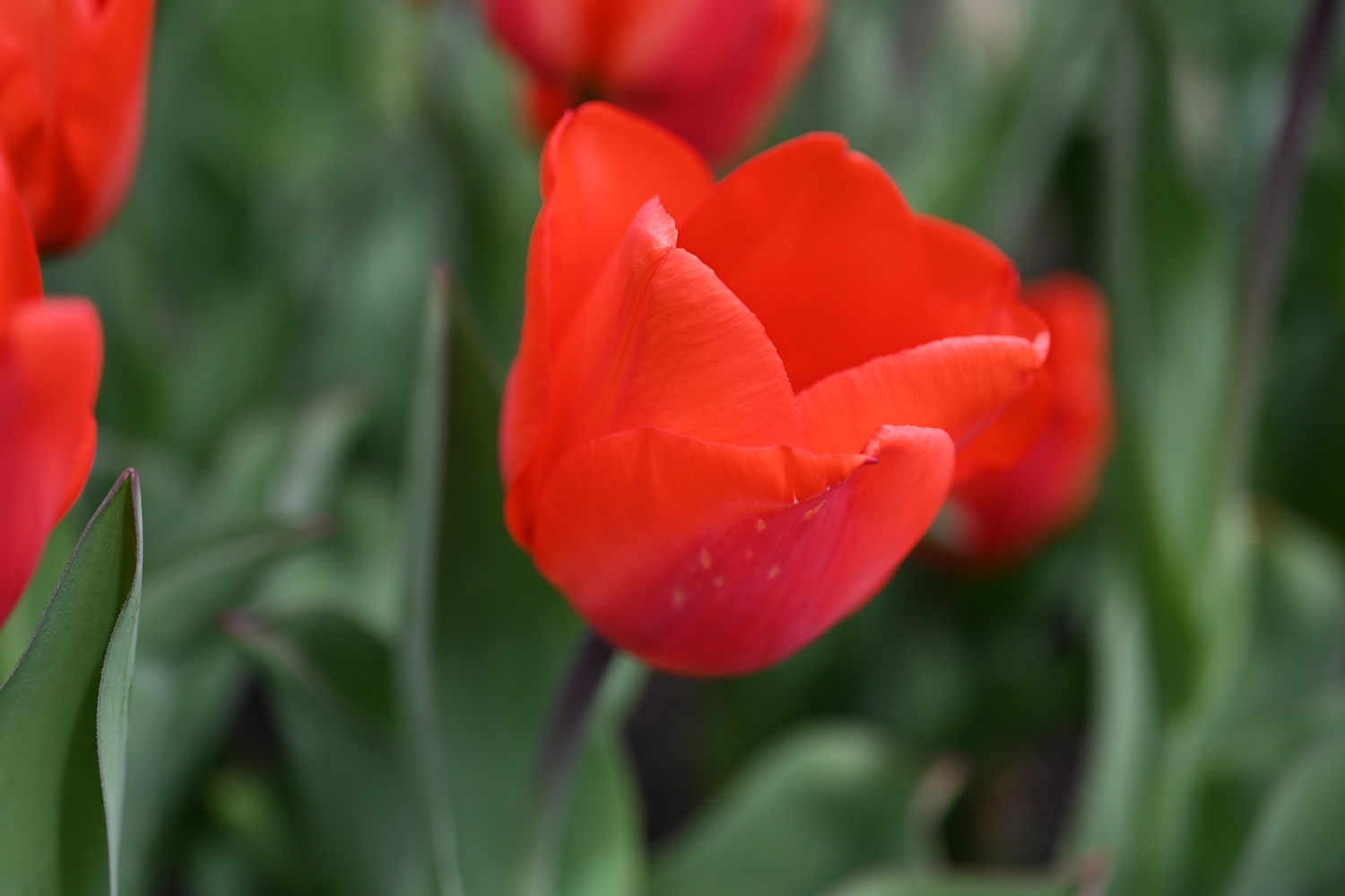 Nahaufnahme einer roten Tulpe mit geöffneten Blütenblättern vor unscharfem grünem Laub