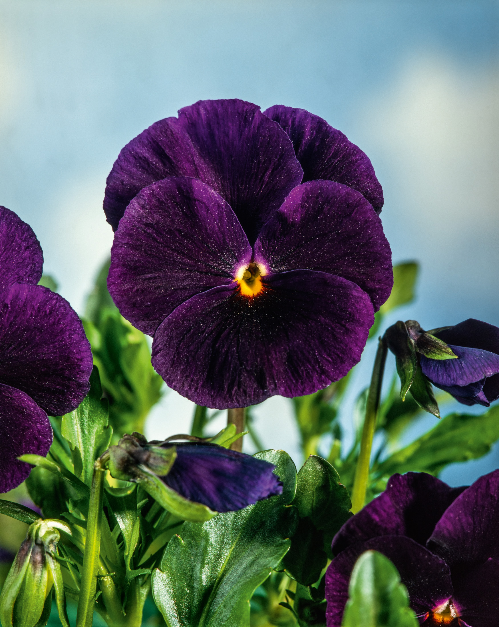 Nahaufnahme eines dunkelvioletten Stiefmütterchens (Viola) mit samtigen Blütenblättern und gelbem-orangenem Zentrum, umgeben von grünen Blättern, Knospen und unscharfem Himmelshintergrund
