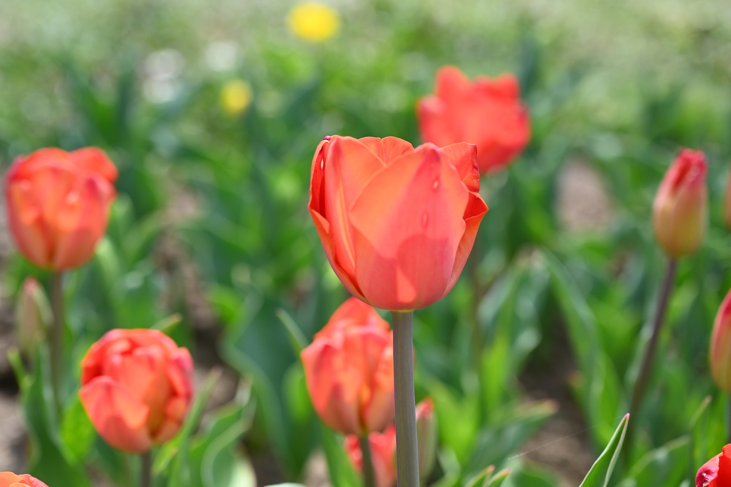 Nahaufnahme einer roten Tulpe mit Tautropfen in einem Tulpenfeld, unscharfer grüner Hintergrund