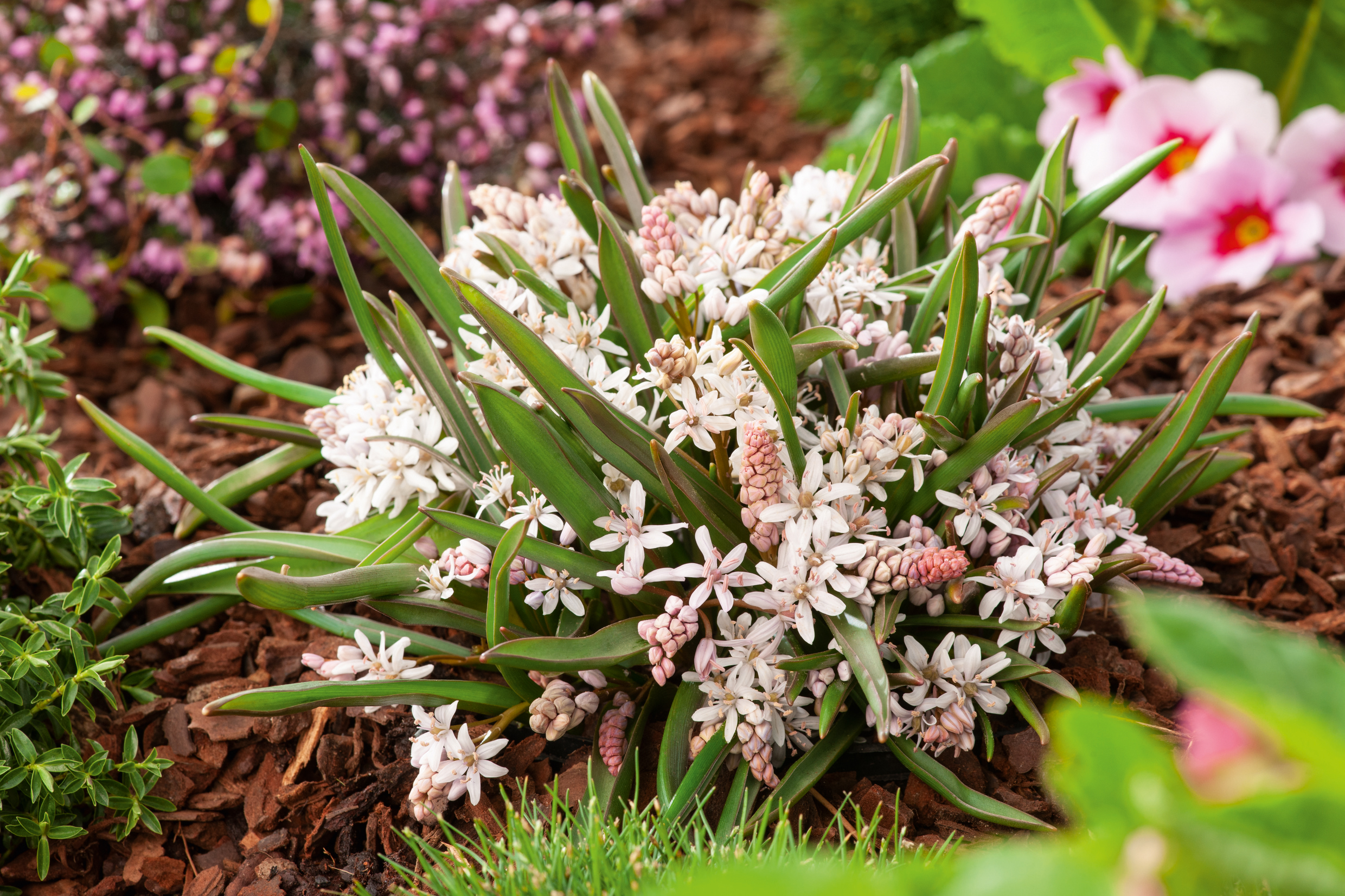 Scilla bifolia Rosea