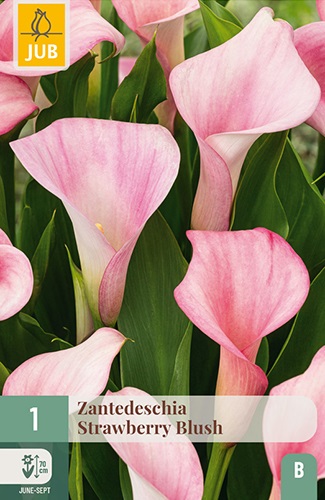 Calla/Zantedeschia Strawberry Blush