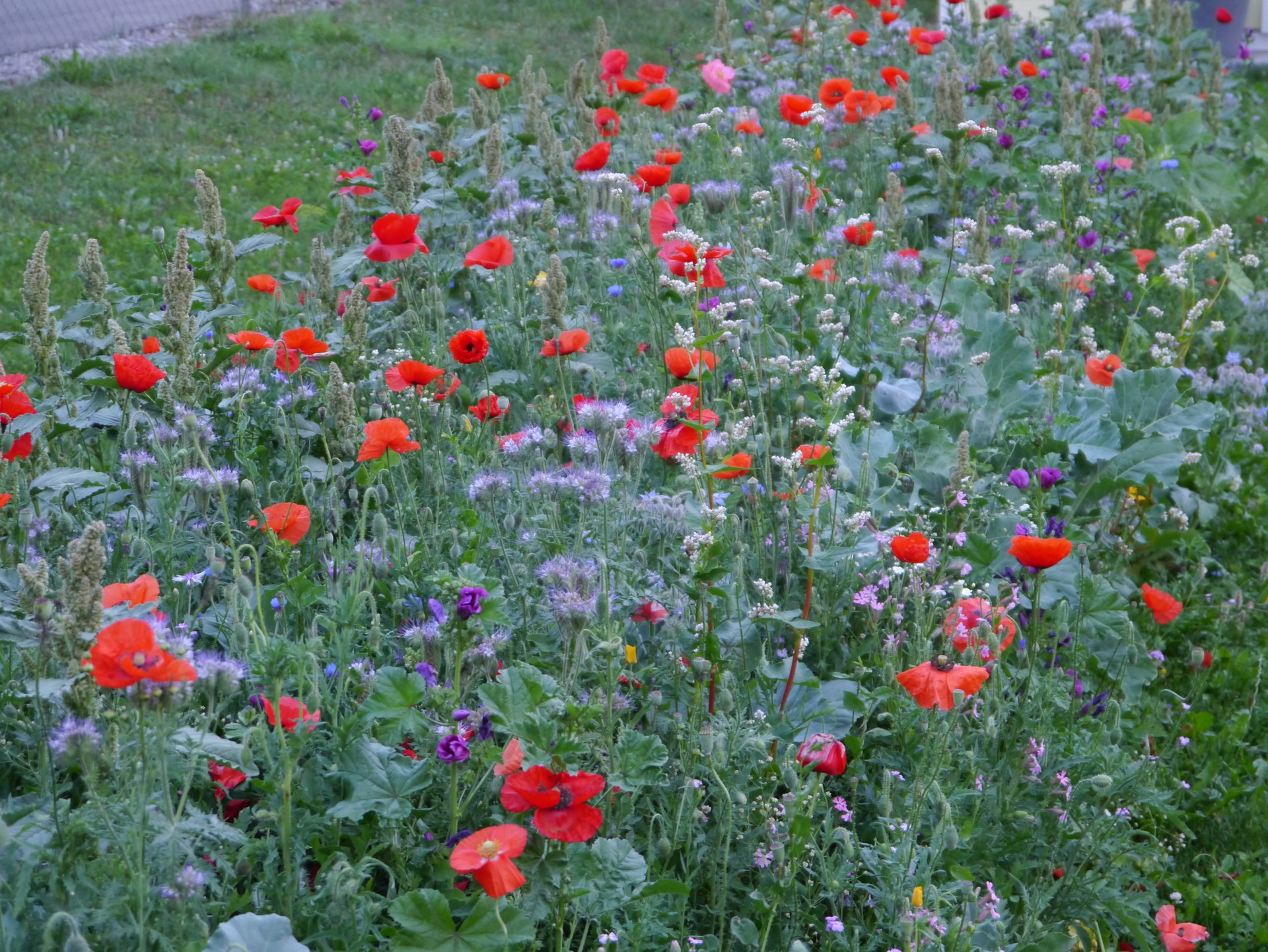 Sommerblumenmischung Trilogie 1-2-3-jährig