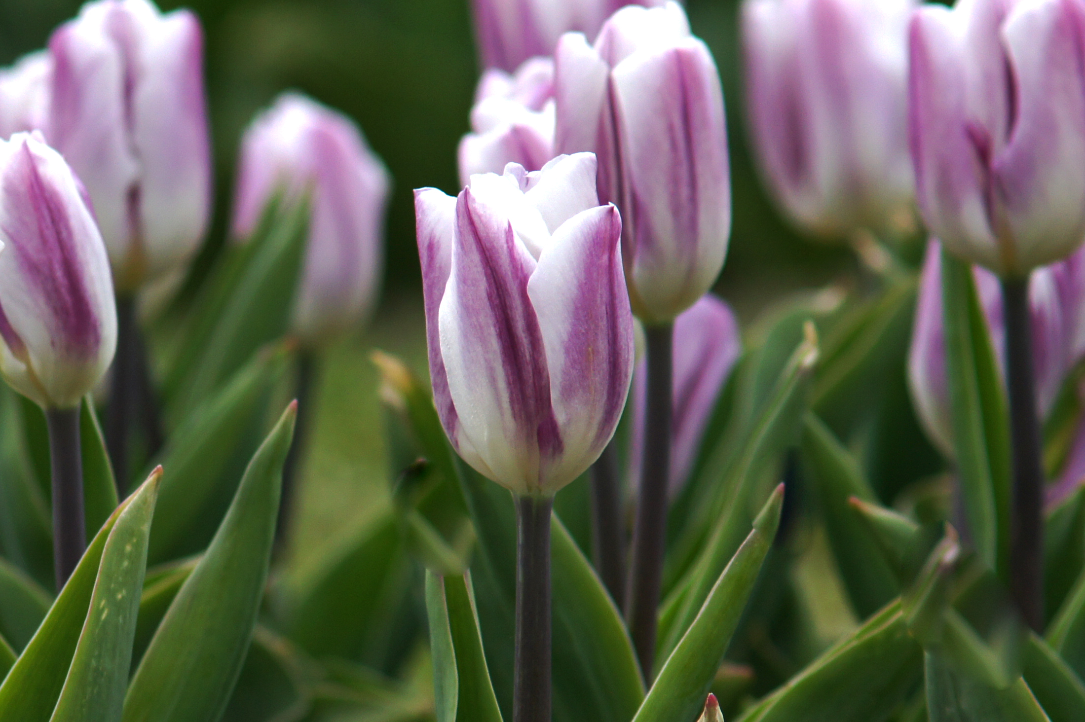 52214_Triumph-Tulpen Rems Favourite Nahaufnahme einer weiß-violetten Tulpe mit zarten violetten Streifen, umgeben von grünen Blättern und weiteren Tulpen im unscharfen Hintergrund.