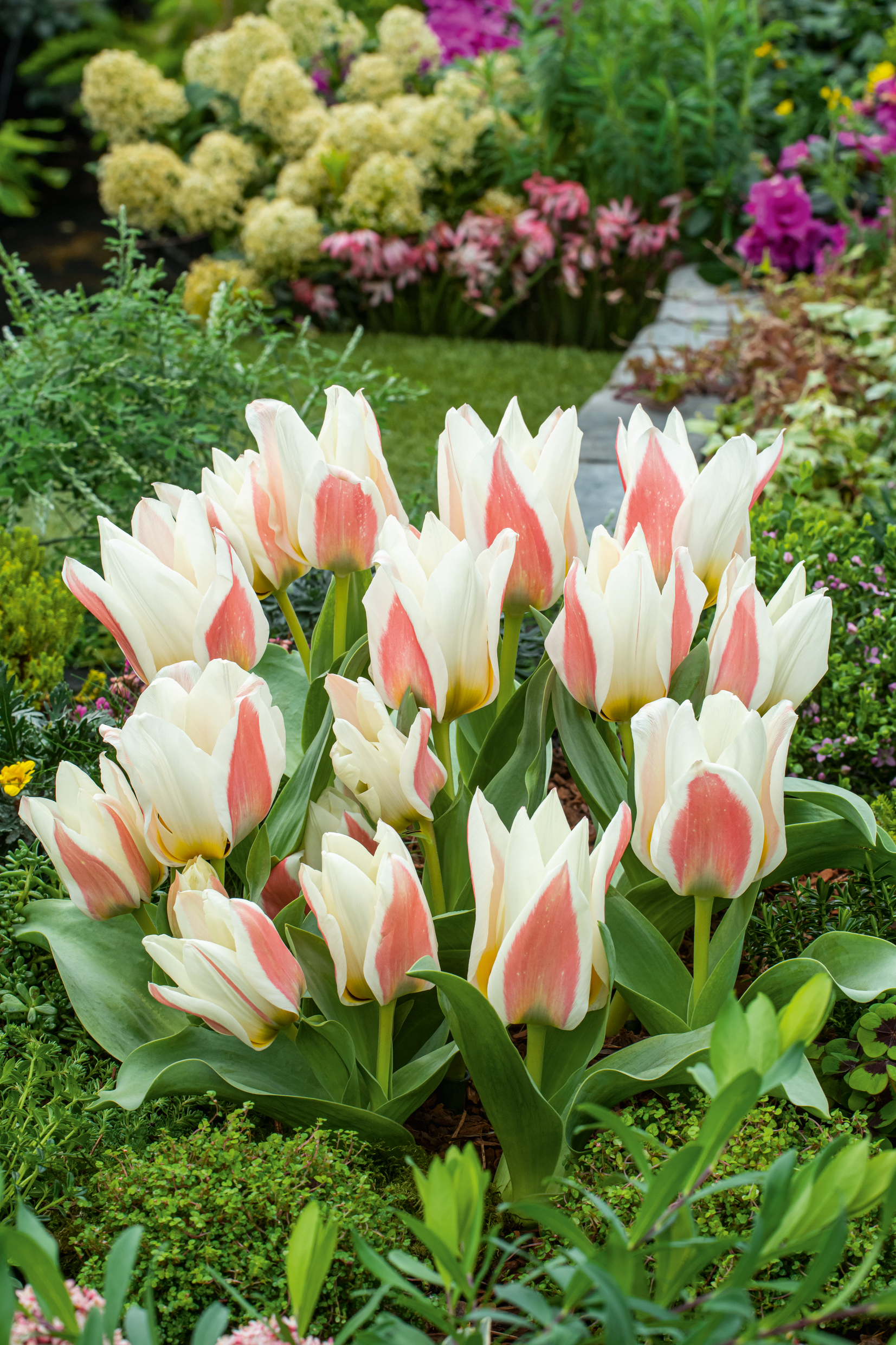52831_Greigii-Tulpen_Serano Rosa-weiß gestreifte Tulpen in einem Gartenbeet, Nahaufnahme von geöffneten Blüten und grünem Laub