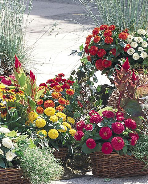 Bunte Sommerblumen in mehreren geflochtenen Körben auf einer sonnigen Terrasse, mit roten, gelben und weißen Blüten als dekorative Gartenarrangements