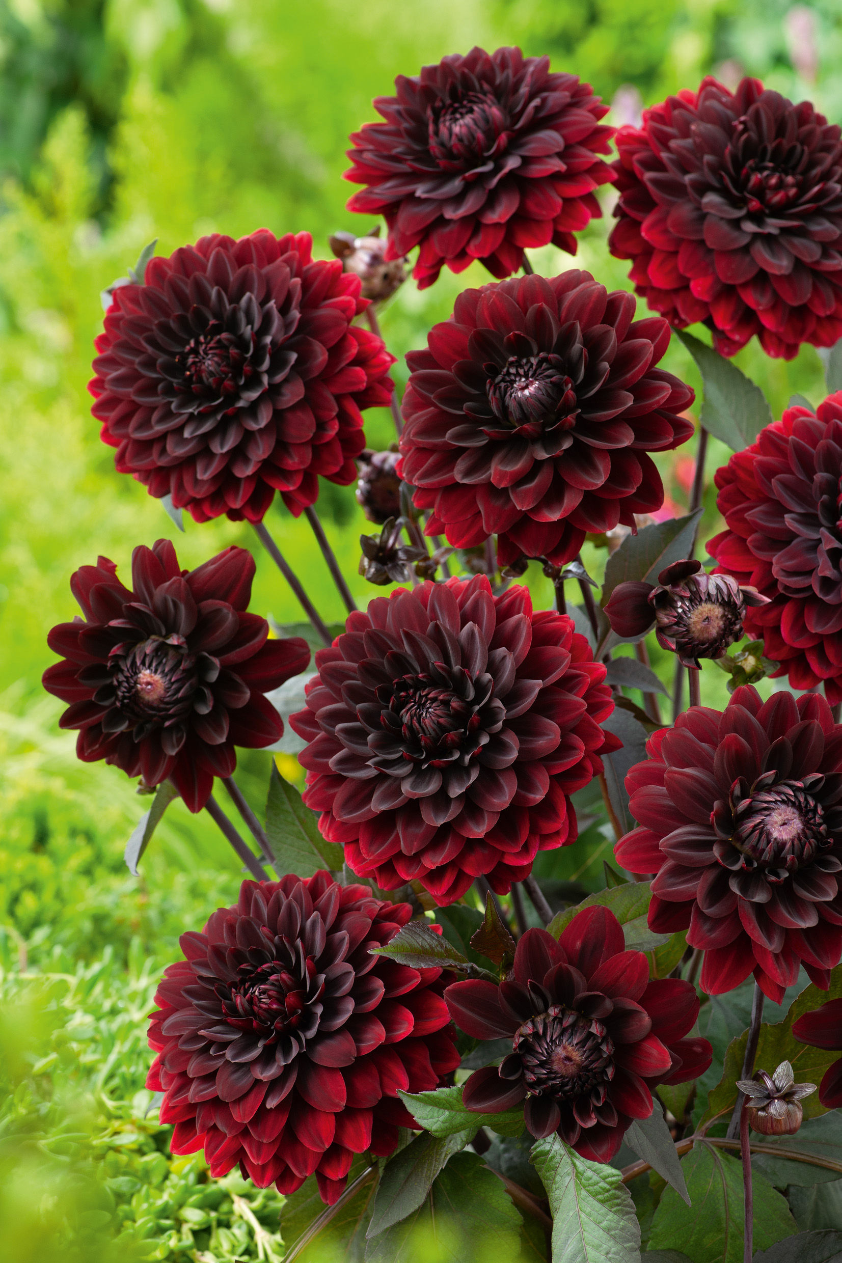 2792_Dahlie Karma Choc Nahaufnahme dunkelroter Pompon-Dahlien mit kräftigen, fast schwarz wirkenden Blütenblättern vor grünem Hintergrund