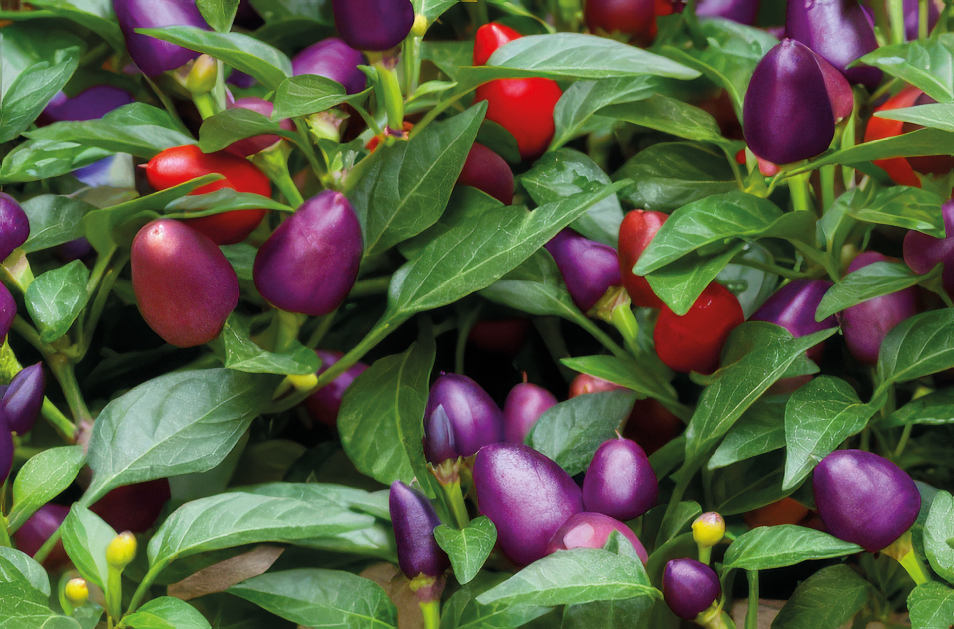 Chili Pretty in Purple