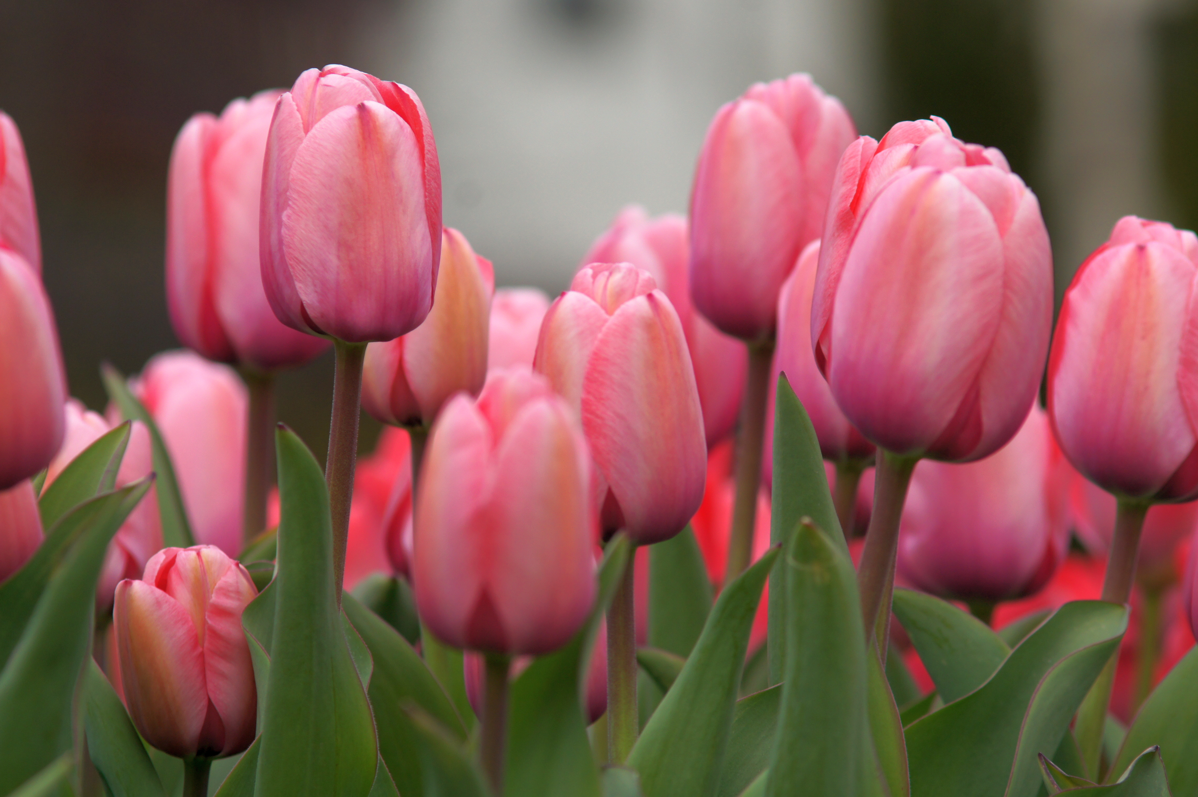 52308_D.-H.-Tulpen Pink Impression Nahaufnahme mehrerer rosa Tulpen mit grünen Blättern in einem Frühlingsgarten