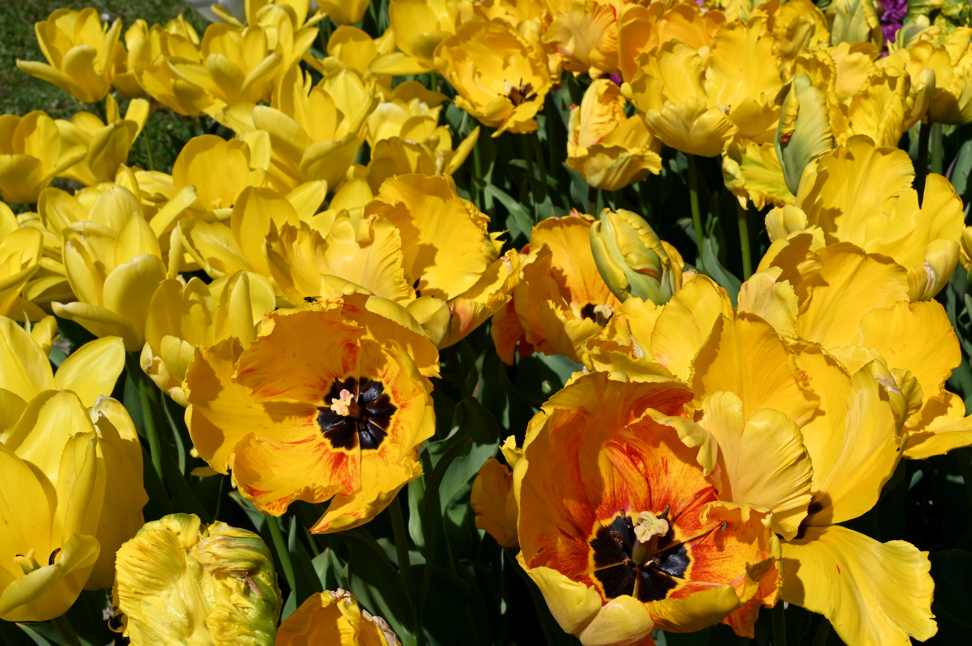 Papagei-Tulpen Jan van Nes Parrot