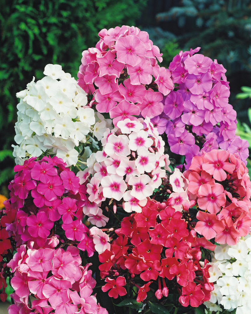 Stauden-Phlox Prachtmischung