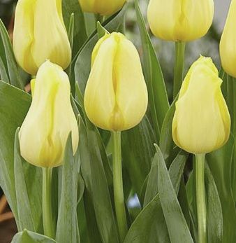 Harvest Moon Nahaufnahme gelber Tulpen mit geschlossenen Blütenköpfen und grünen Blättern
