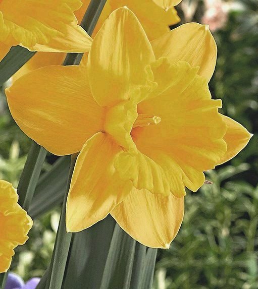 Nahaufnahme einer leuchtend gelben Narzissenblüte mit trompetenförmiger Mitte und grünen Blättern im Hintergrund