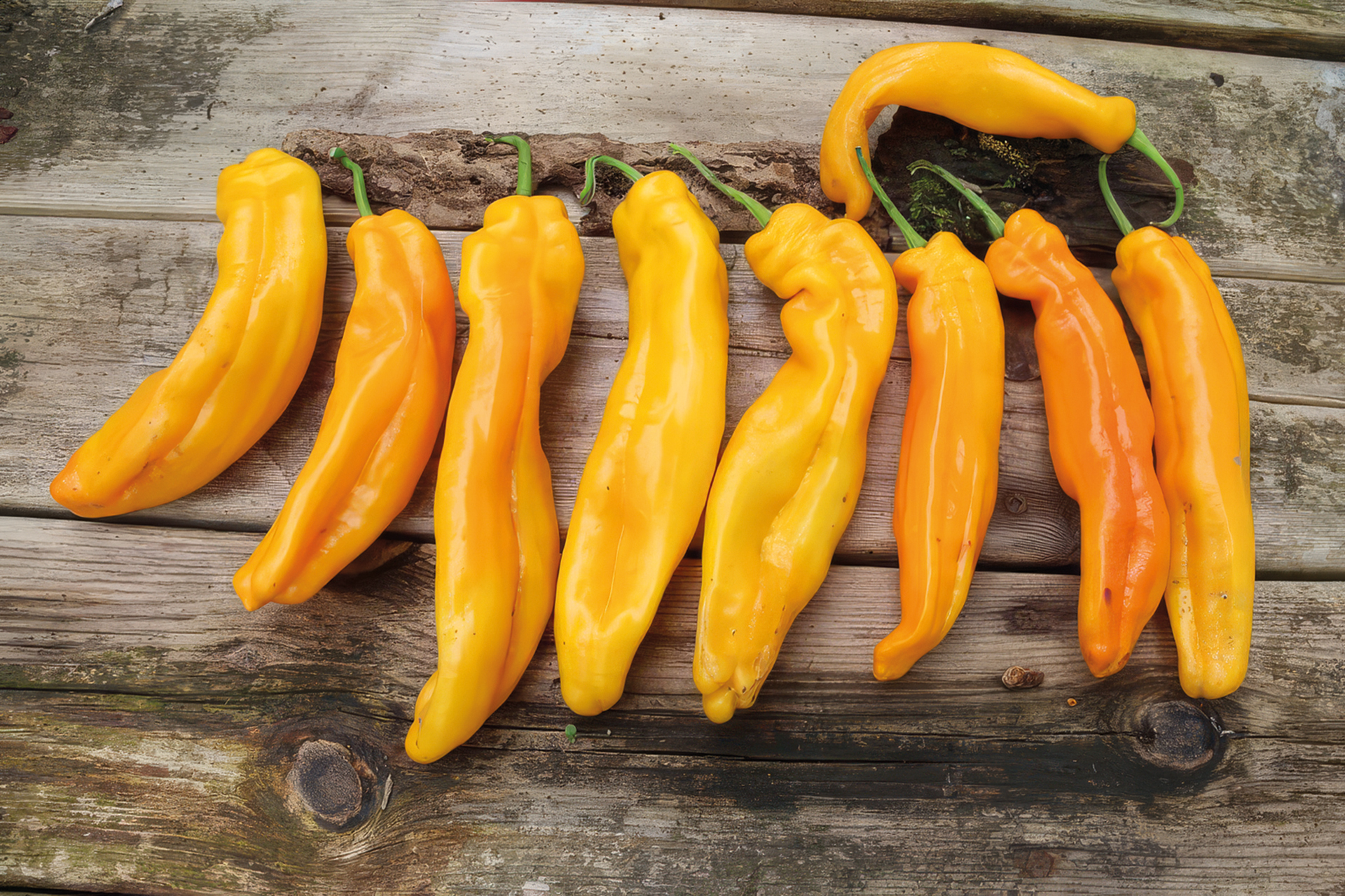 Paprika Zazu
