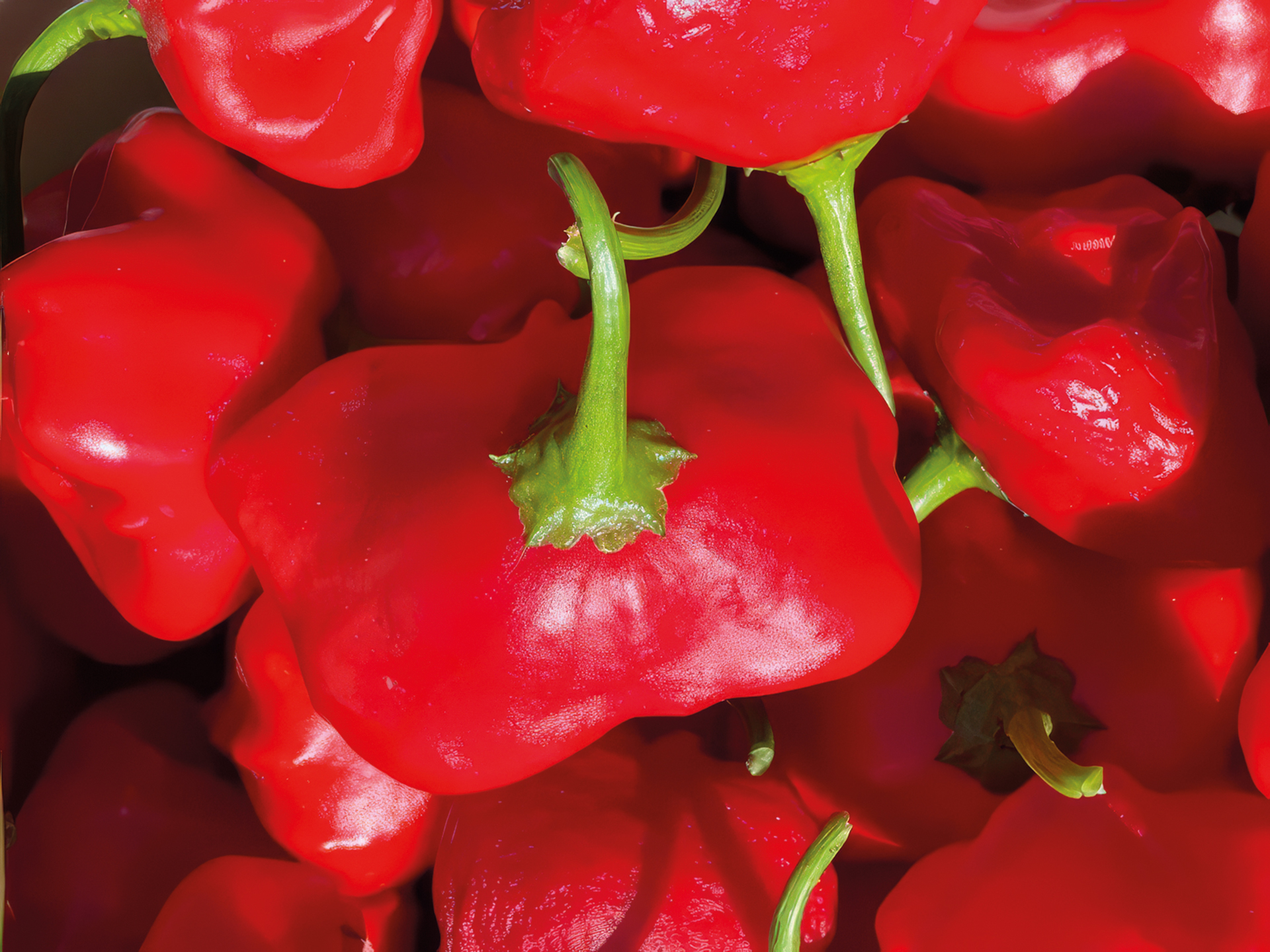 Kleine Paprika Glockenpaprika