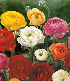 Nahaufnahme bunter Ranunkeln (Ranunculus) in Gelb, Rosa, Rot, Orange und Weiß vor grünem Hintergrund