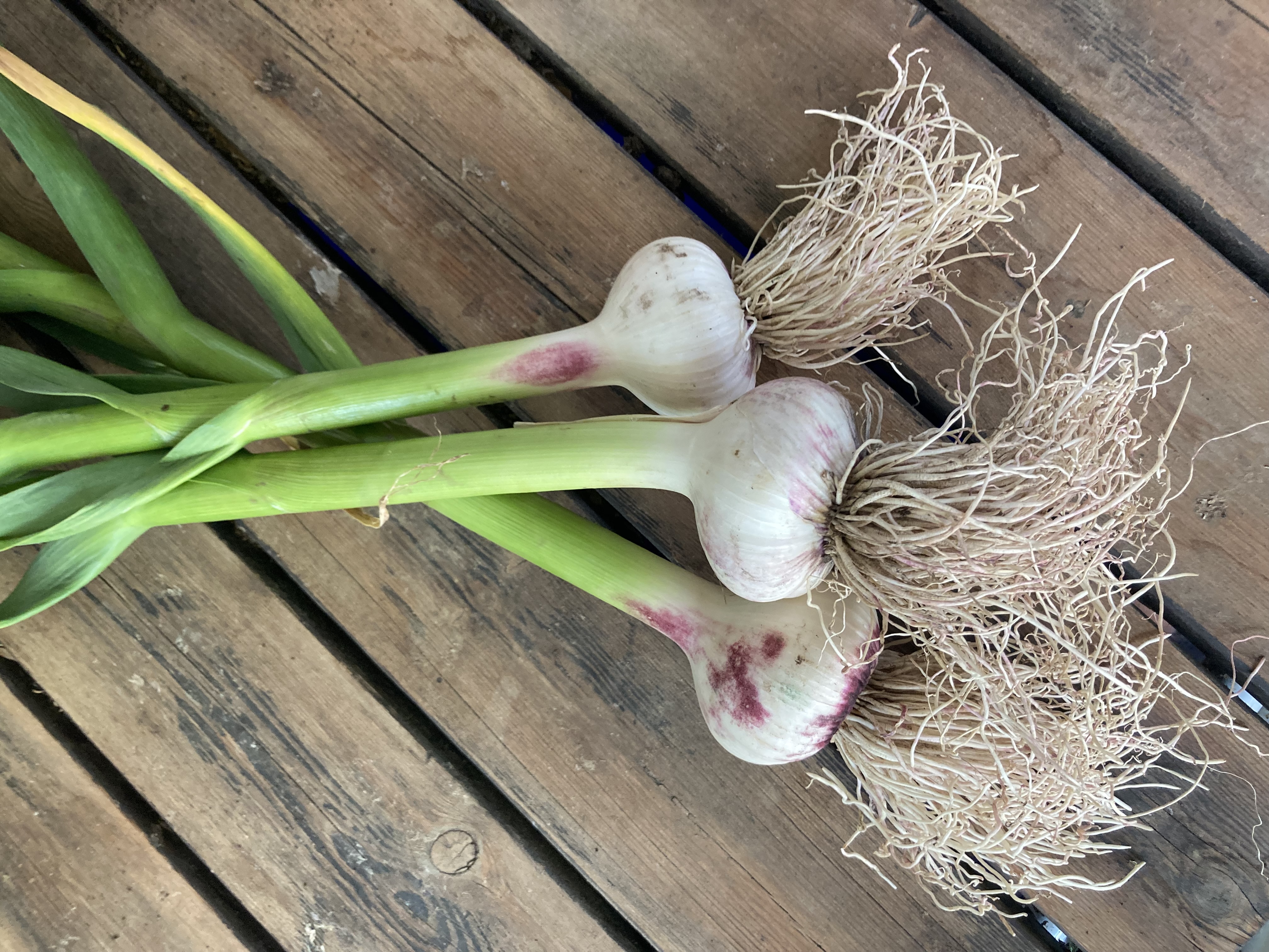 Pflanzknoblauch Winterknoblauch Ljubasha